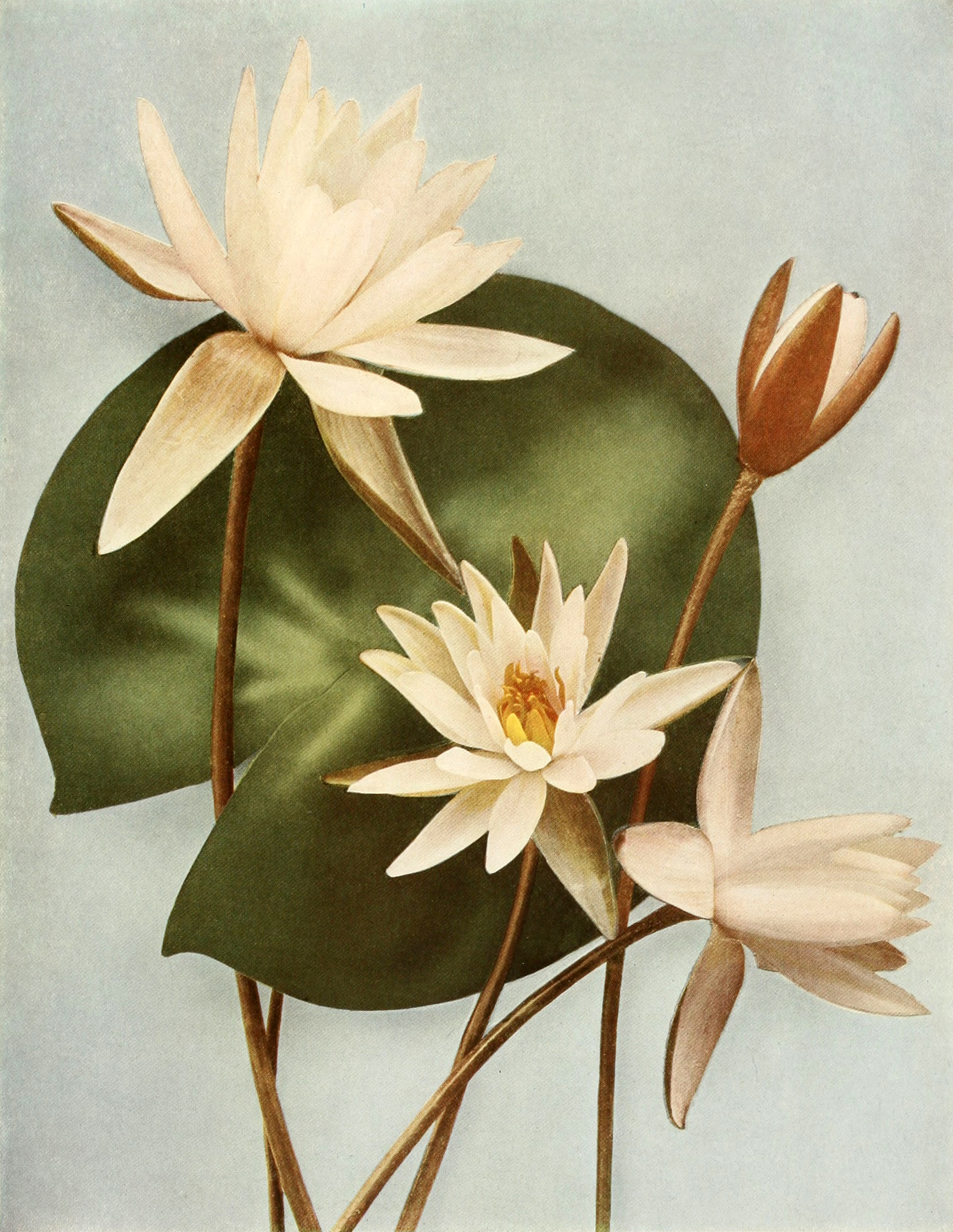 1818 American White Water Lily botanical illustration.