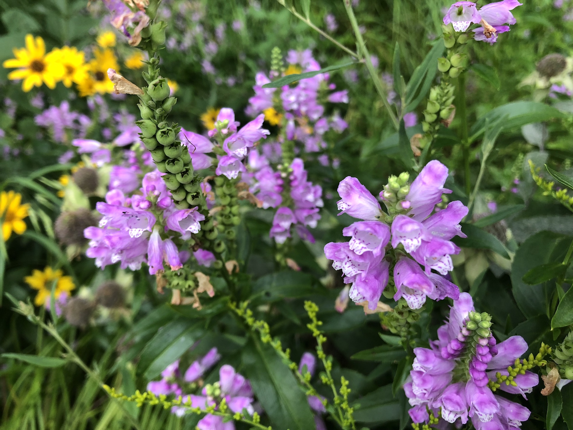 Obedient Plant in Thoreau rain garden on August 15, 2018.