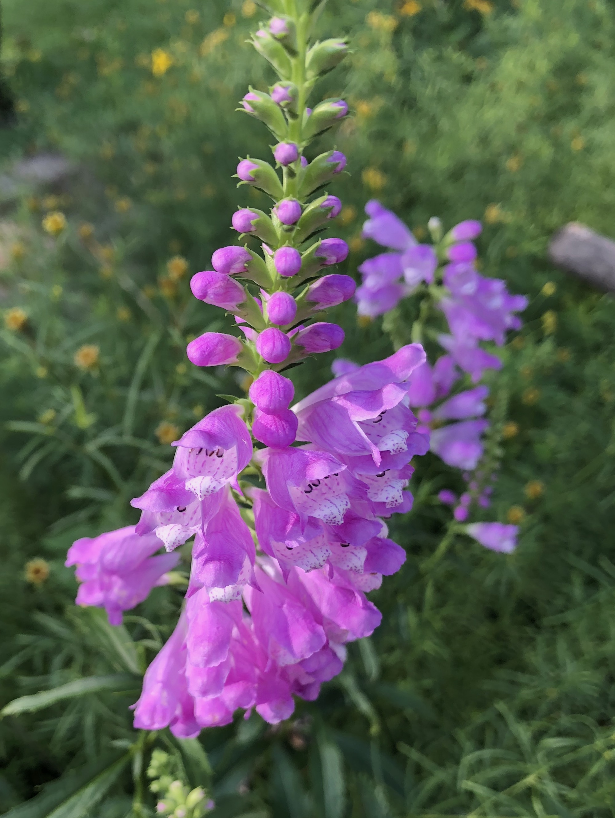 Obedient Plant near Forest Hill Cemetery in Madison, Wisconsin on August 29, 2018.