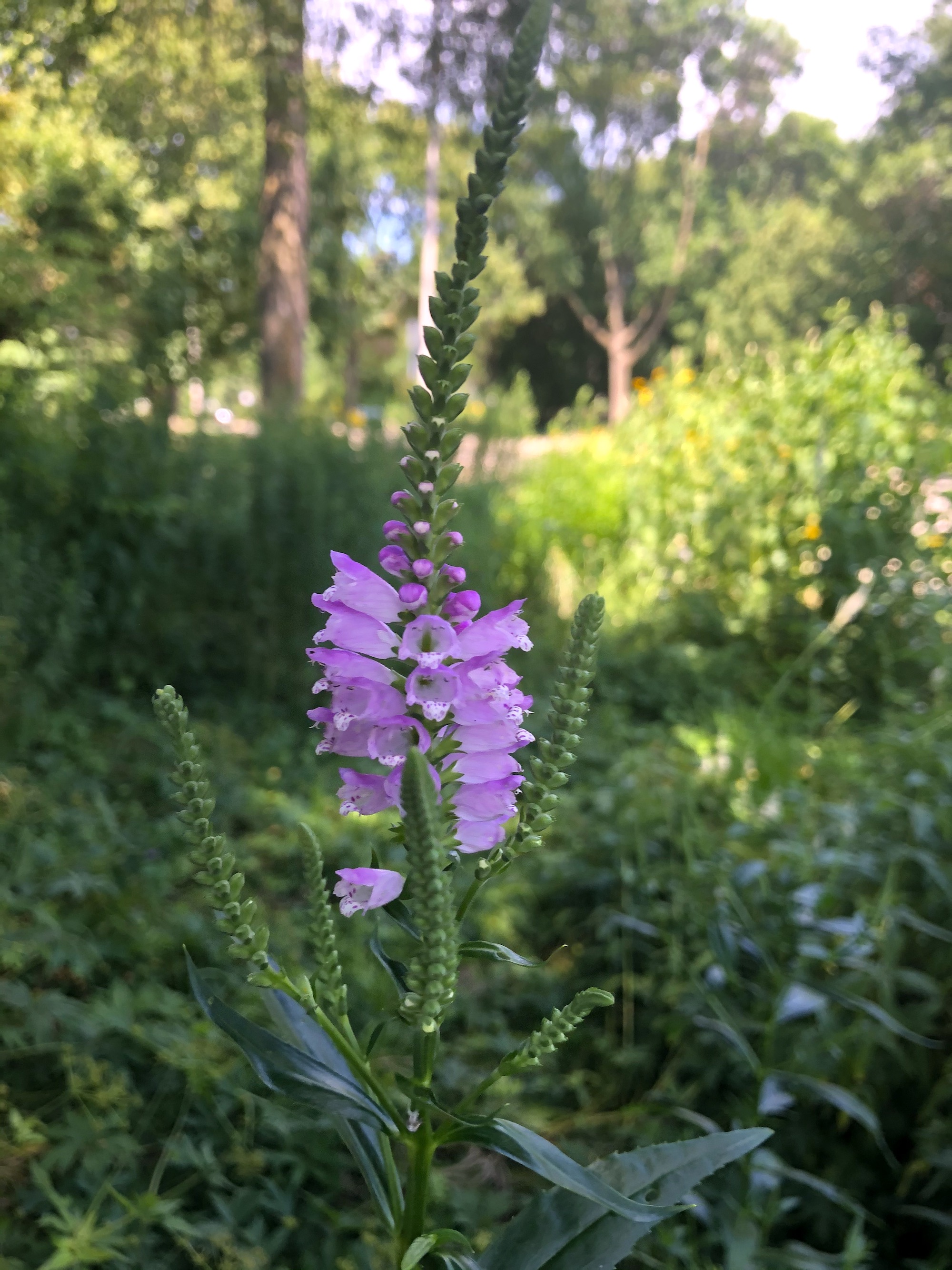 Obedient Plant in Thoreau Rain Garden in Madison, Wisconsin on July 24, 2020.