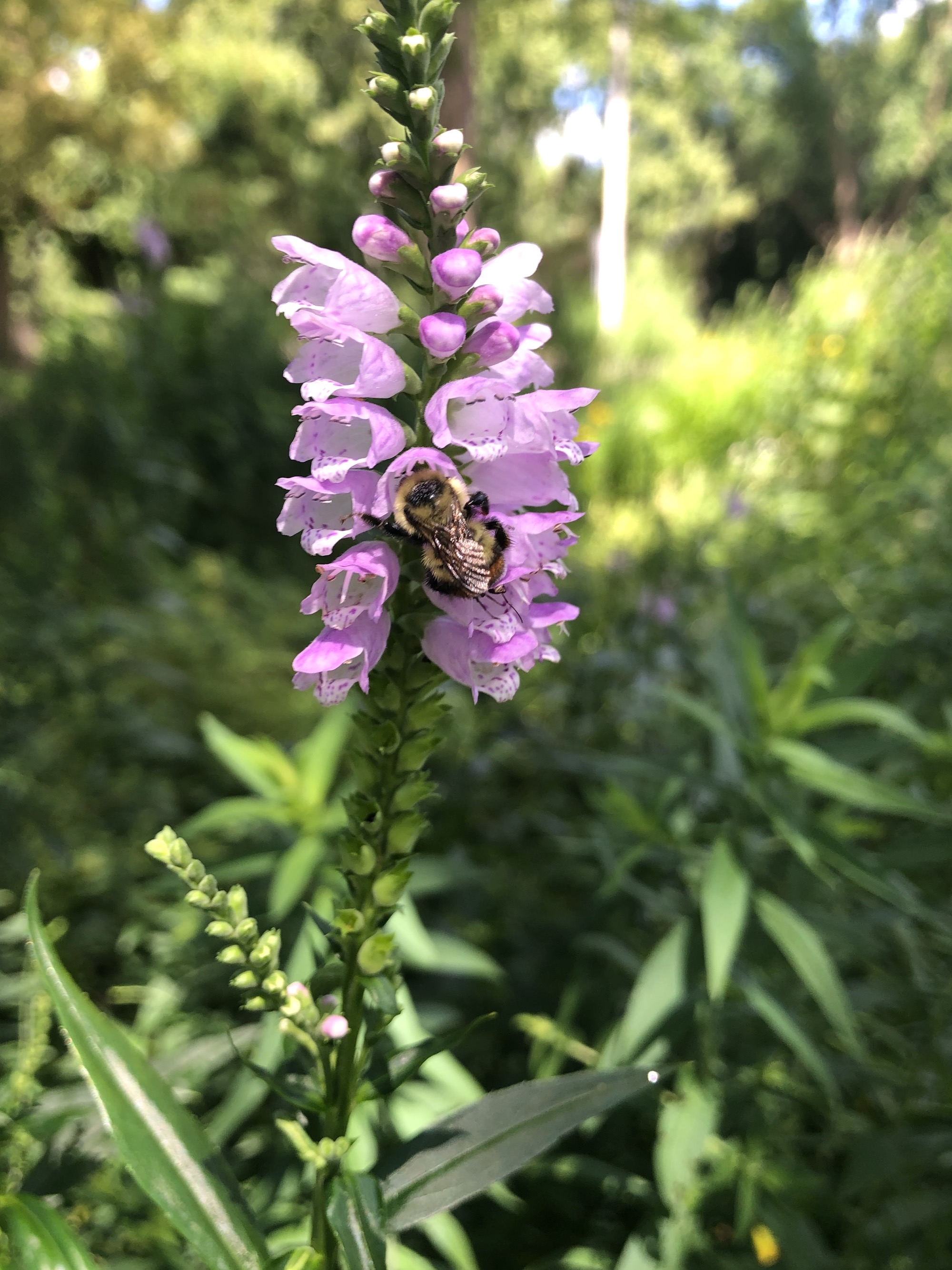 Obedient Plant in Thoreau Rain Garden in Madison, Wisconsin on July 27, 2020.