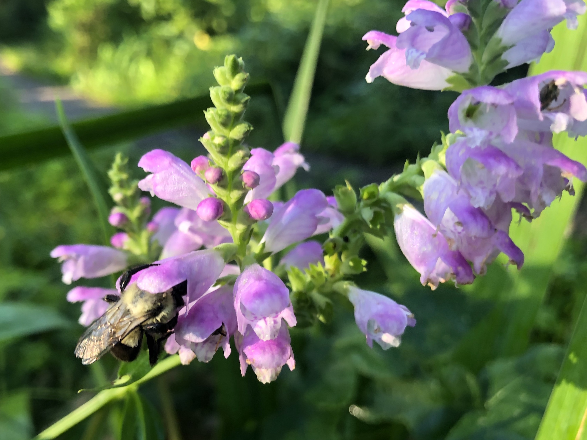 Bumblebee on Obedient Plant on August 14, 2020.