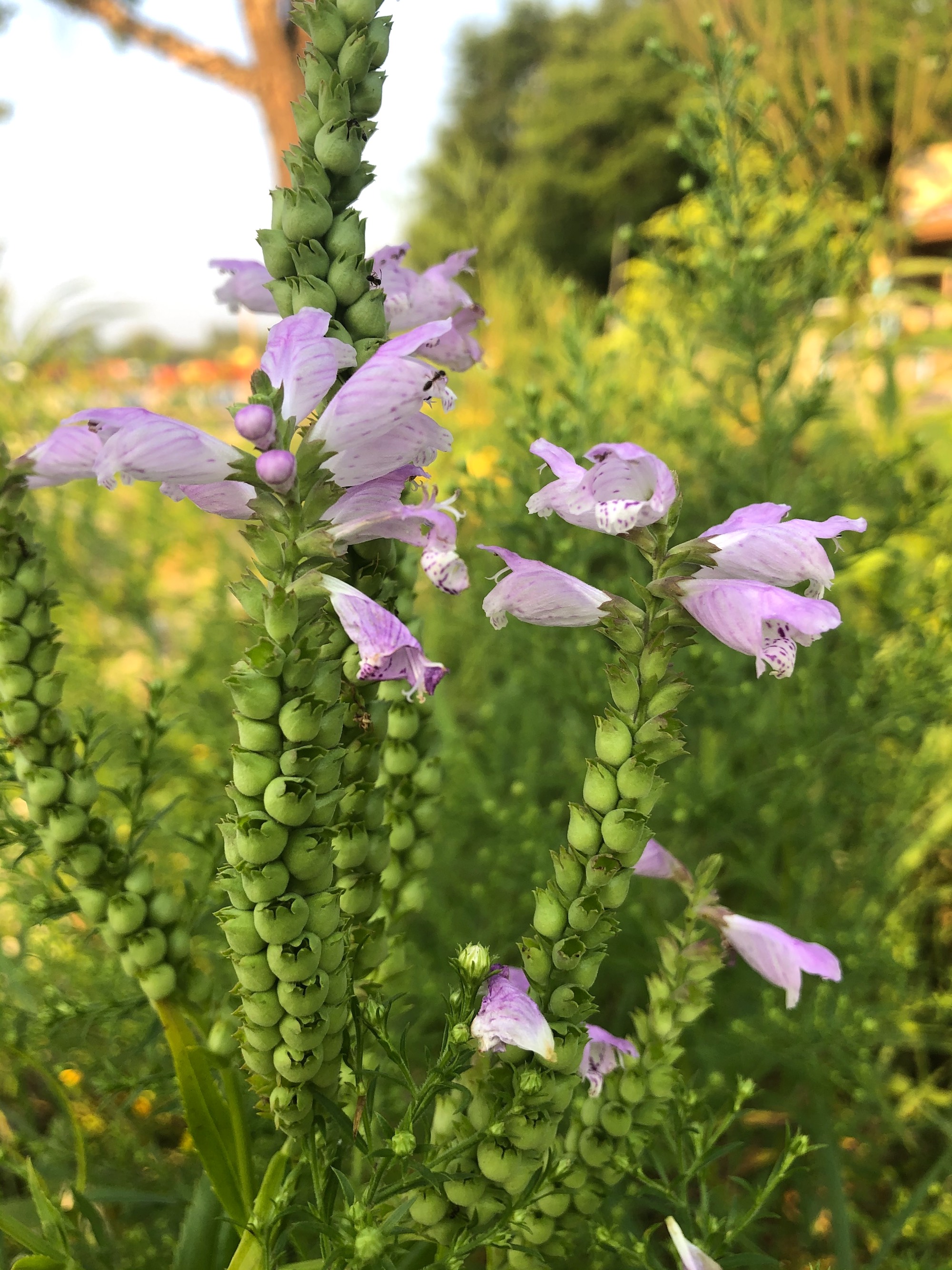 Obedient Plant on shore of Lake Wingra in Wingra Park in Madison, Wisconsin on August 12, 2020.