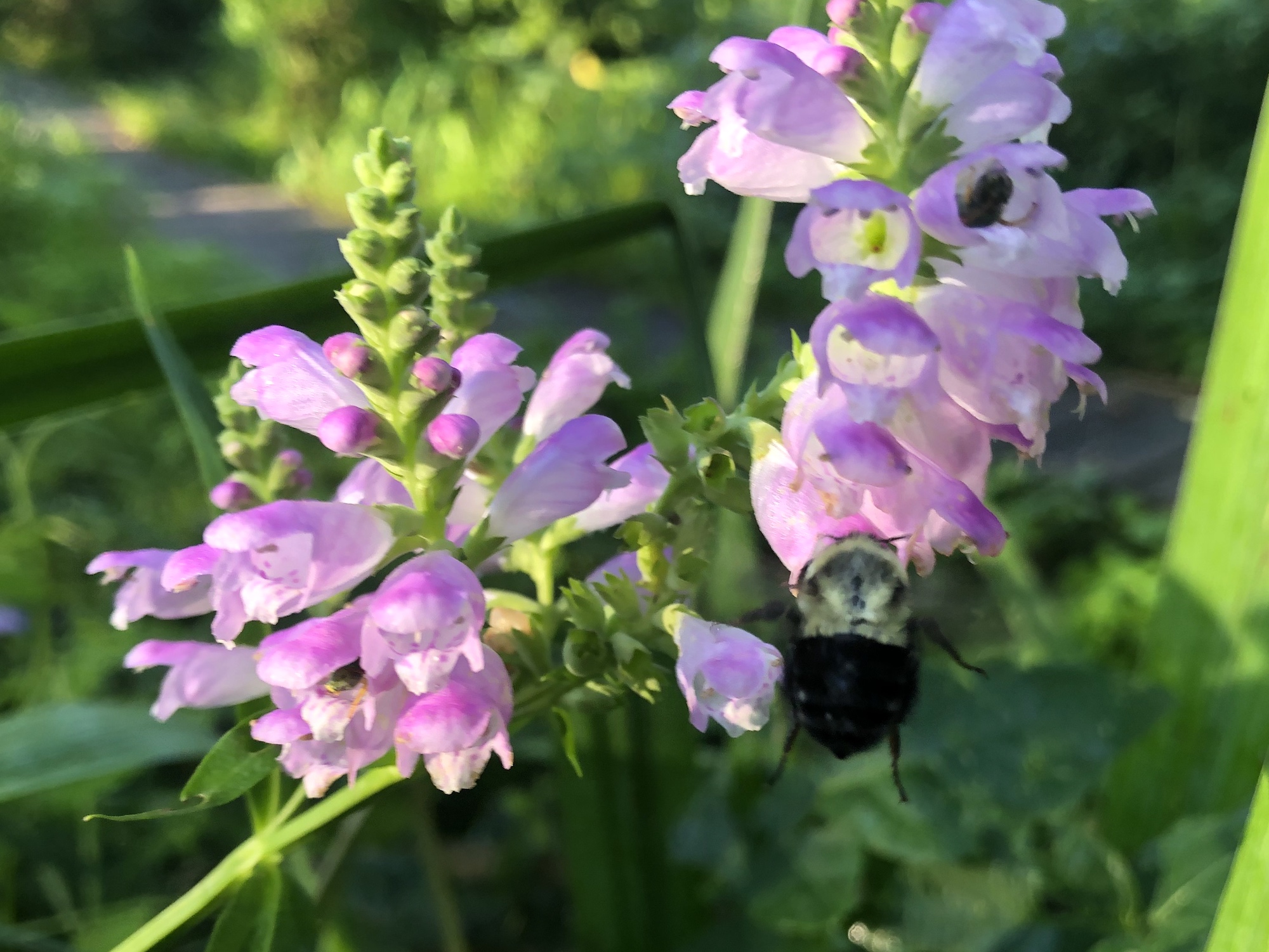 Obedient Plant at source of Dancing Sands spring in Madison, Wisconsin on August 12, 2020.