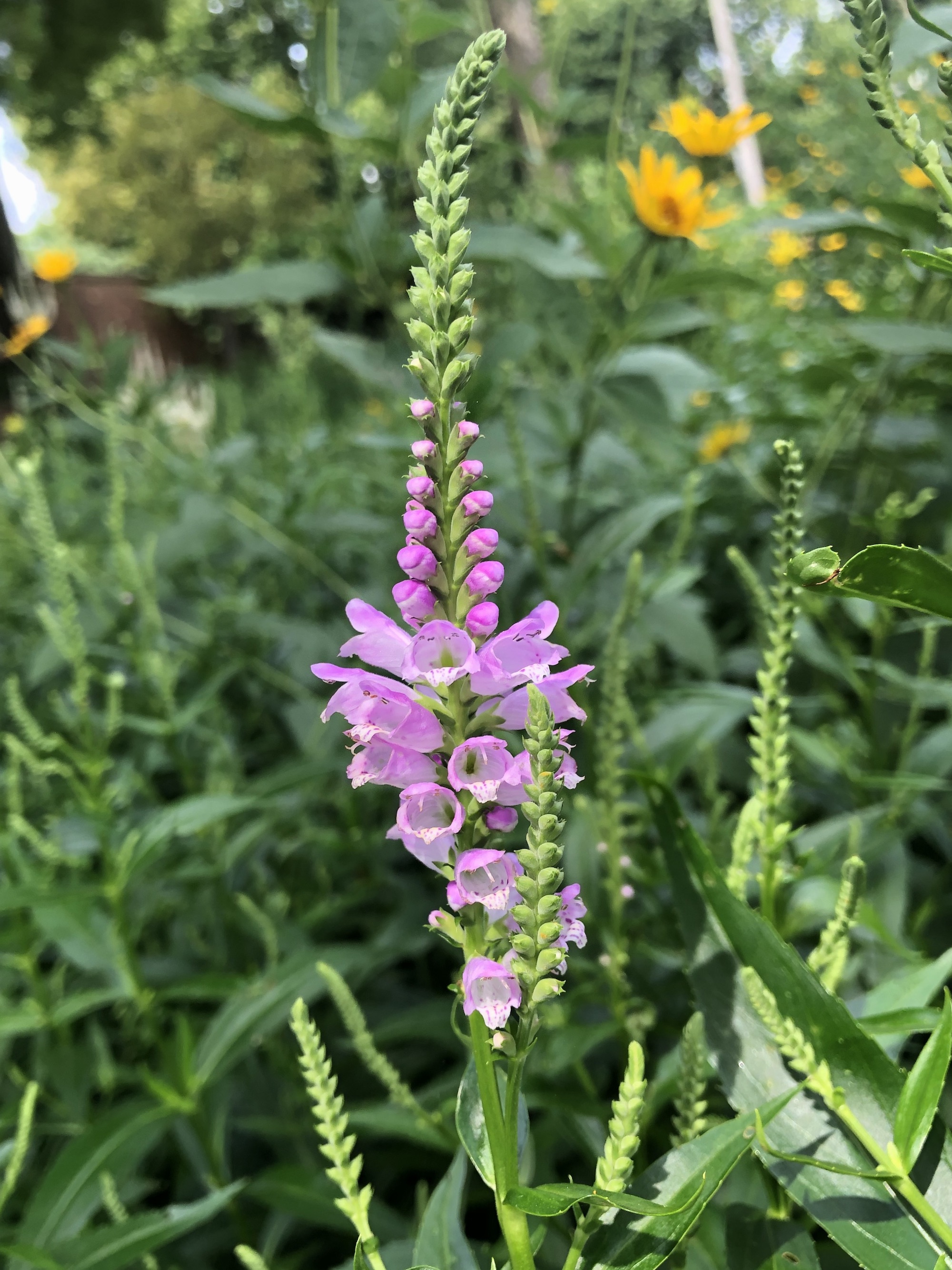 Obedient Plant in Thoreau Rain Garden in Madison, Wisconsin on July 25, 2020.