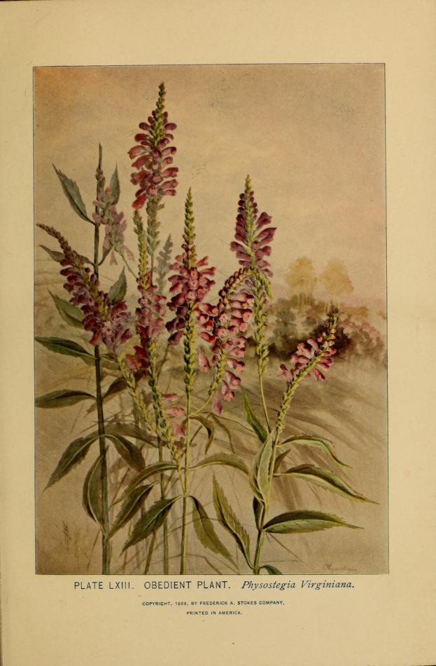 Obedient Plant illustration by Alice Lounsberry circa 1899.