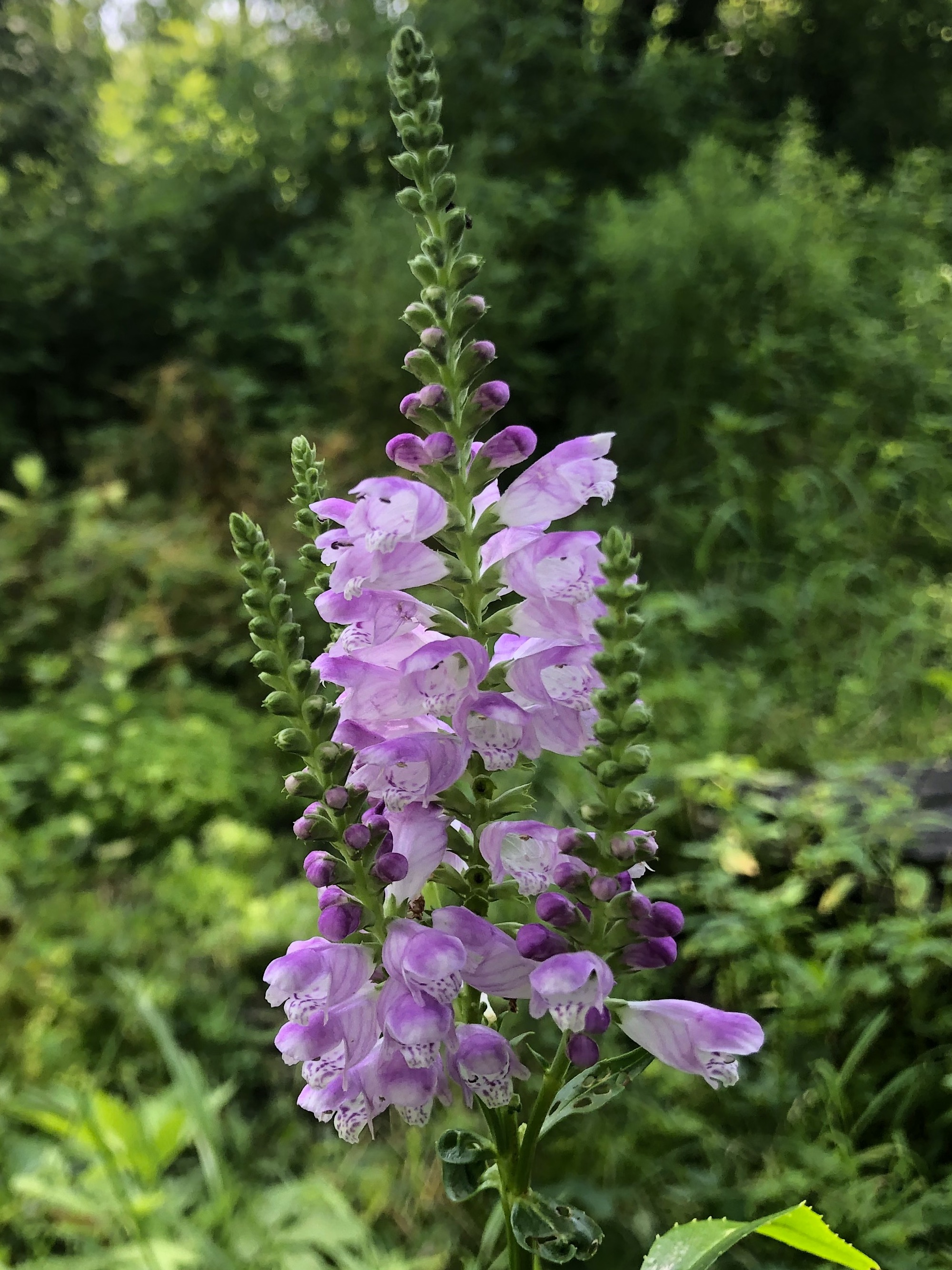 Obedient Plant along Ho-Nee-Um Boardwalk by source of Dancing Sands Spring in Madison, Wisconsin on August 2, 2019.