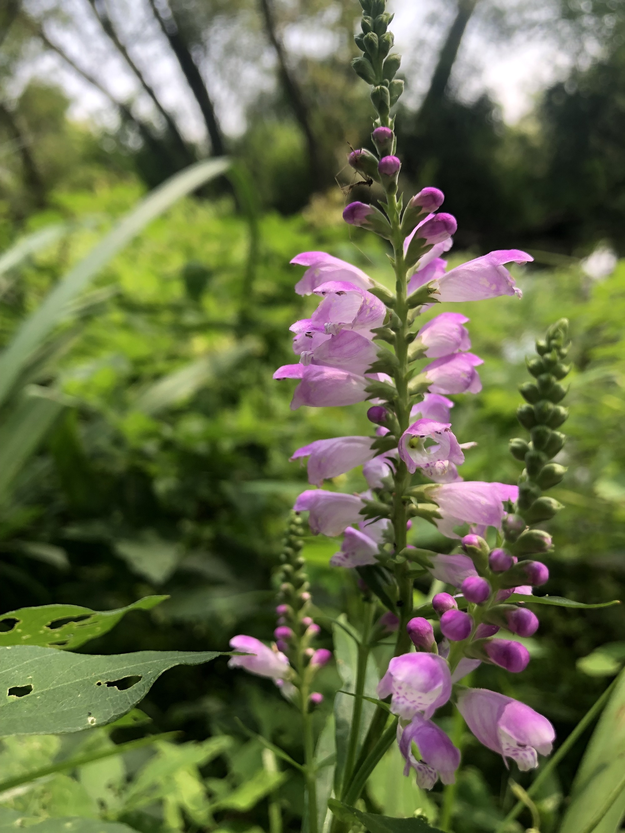 Obedient Plant at source of Dancing Sands spring in Madison, Wisconsin on August 3, 2021.