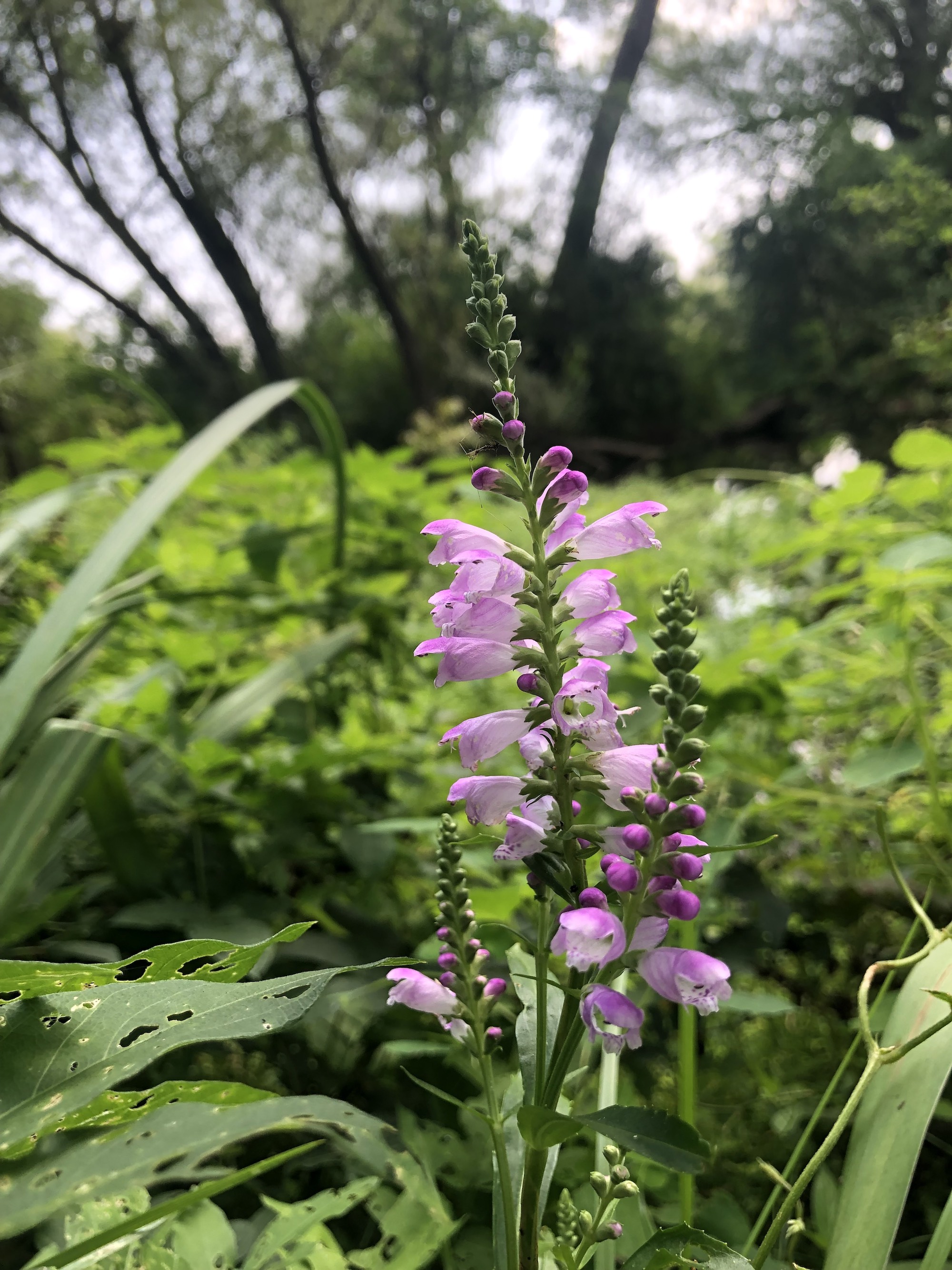 Obedient Plant at source of Dancing Sands spring in Madison, Wisconsin on August 3, 2021.