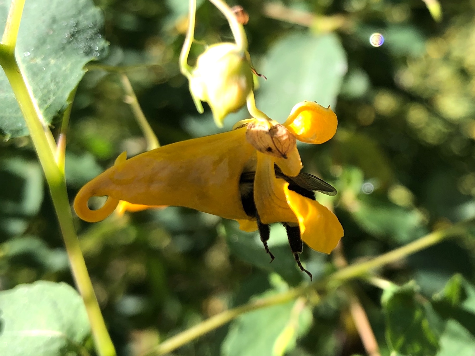 Bumblebee diving into Orange Jewelweed at Duck Pond on August 30, 2020.