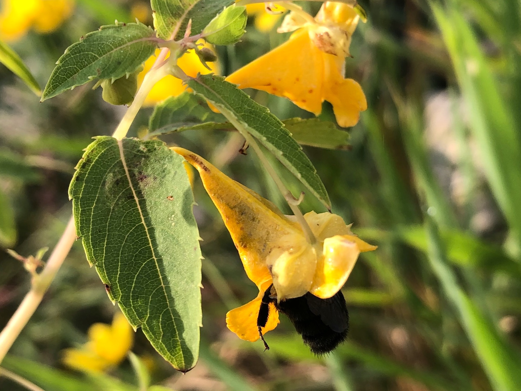 Bumblebee diving into Orange Jewelweed on the shore of Lake Wingra on August 31, 2020.