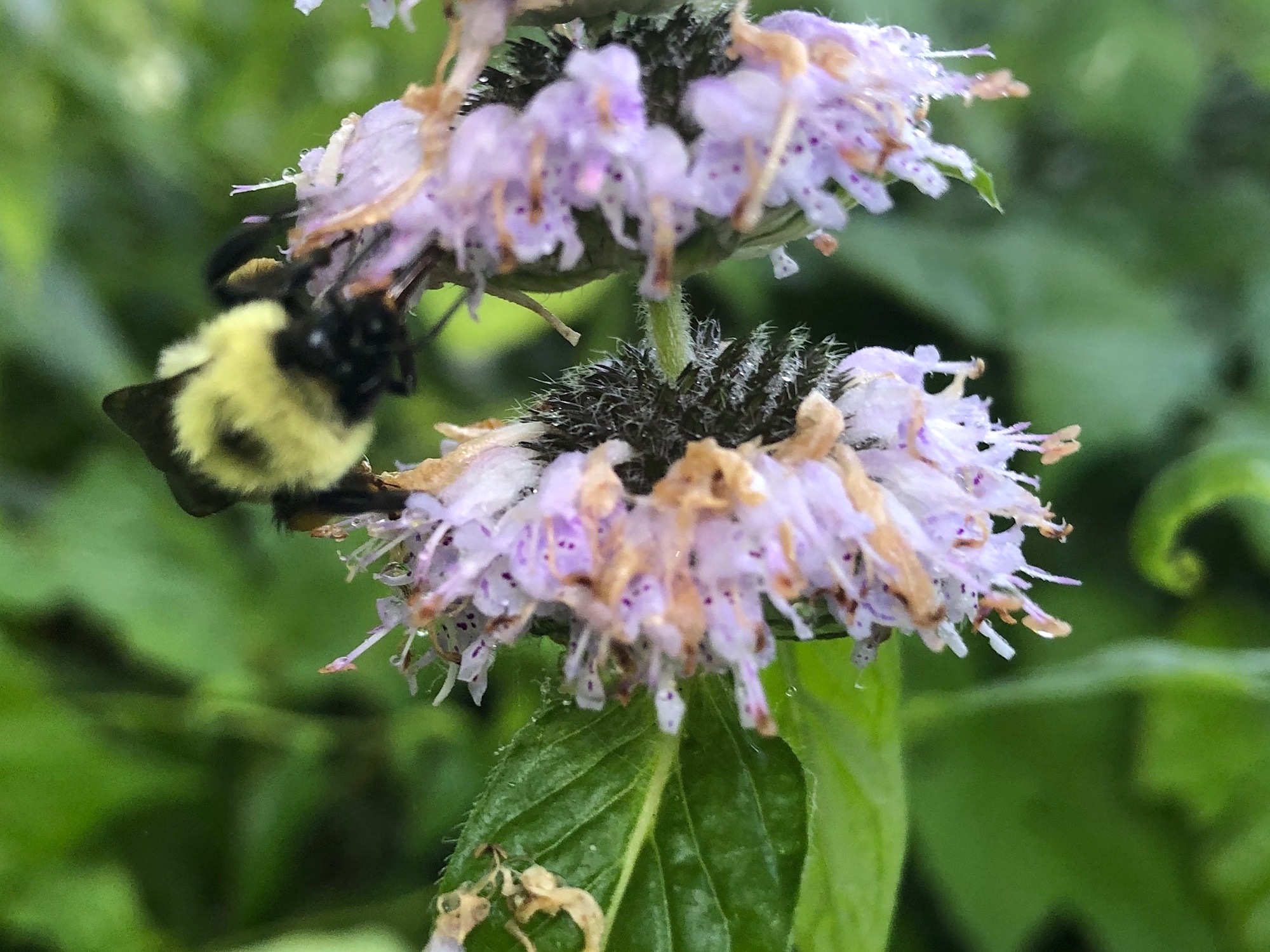 Bumblebee on Pagoda Plant/Ohio Horsemint on June 25, 2020.