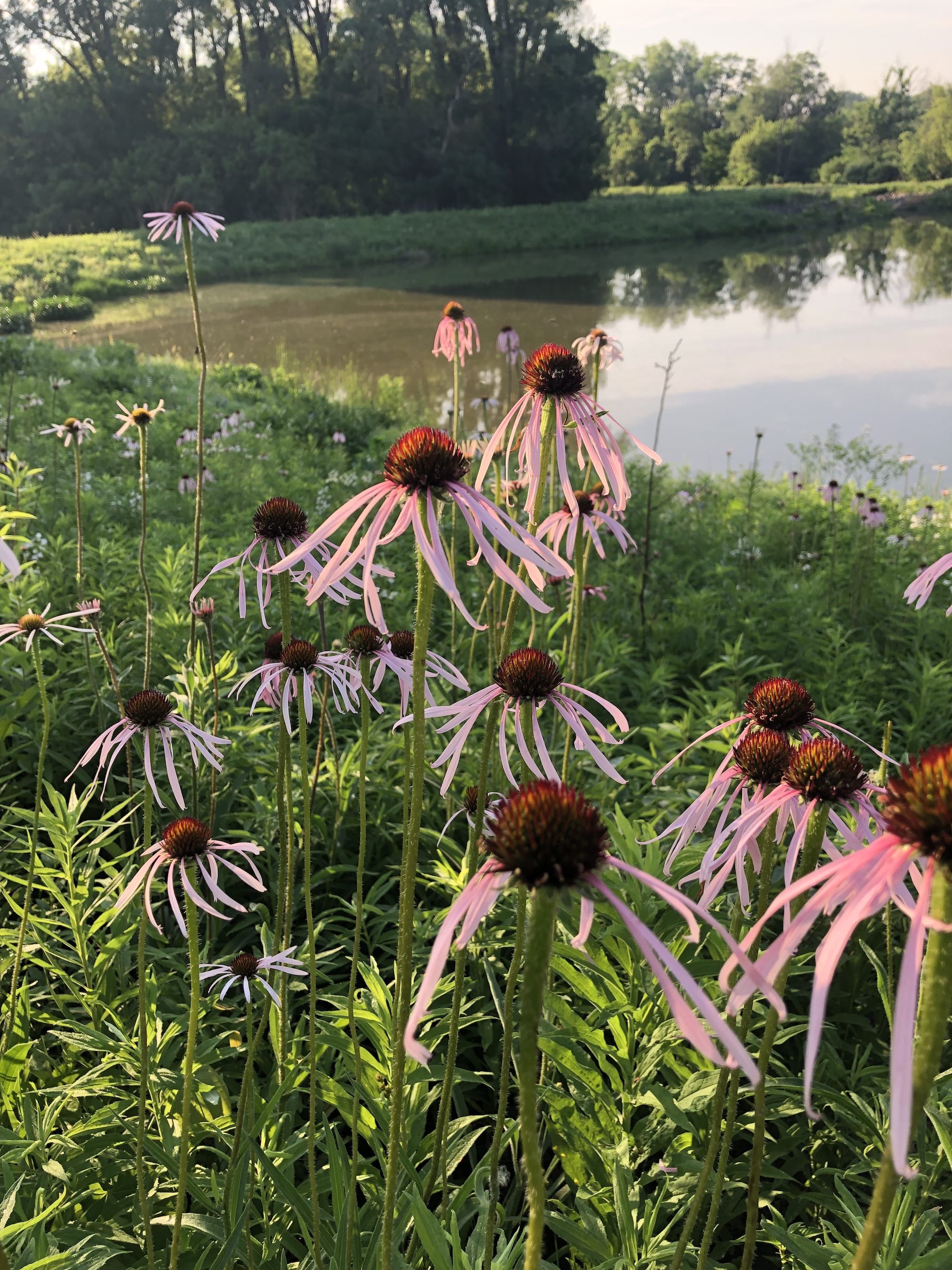 Pale purple coneflower on bank of Retaining Pond on corner of Nakoma Road and Manitou Way on June 12, 2021.