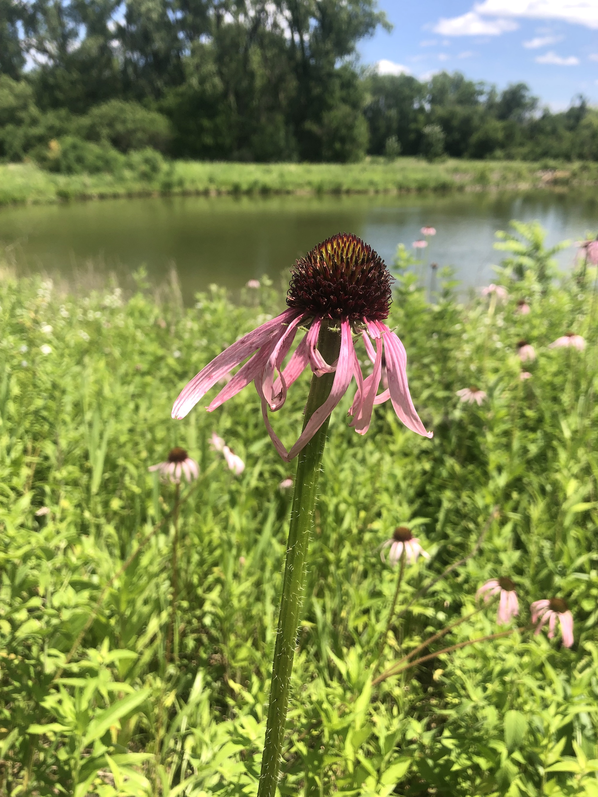 Pale purple coneflower on bank of Retaining Pond on corner of Nakoma Road and Manitou Way on June 26, 2022.