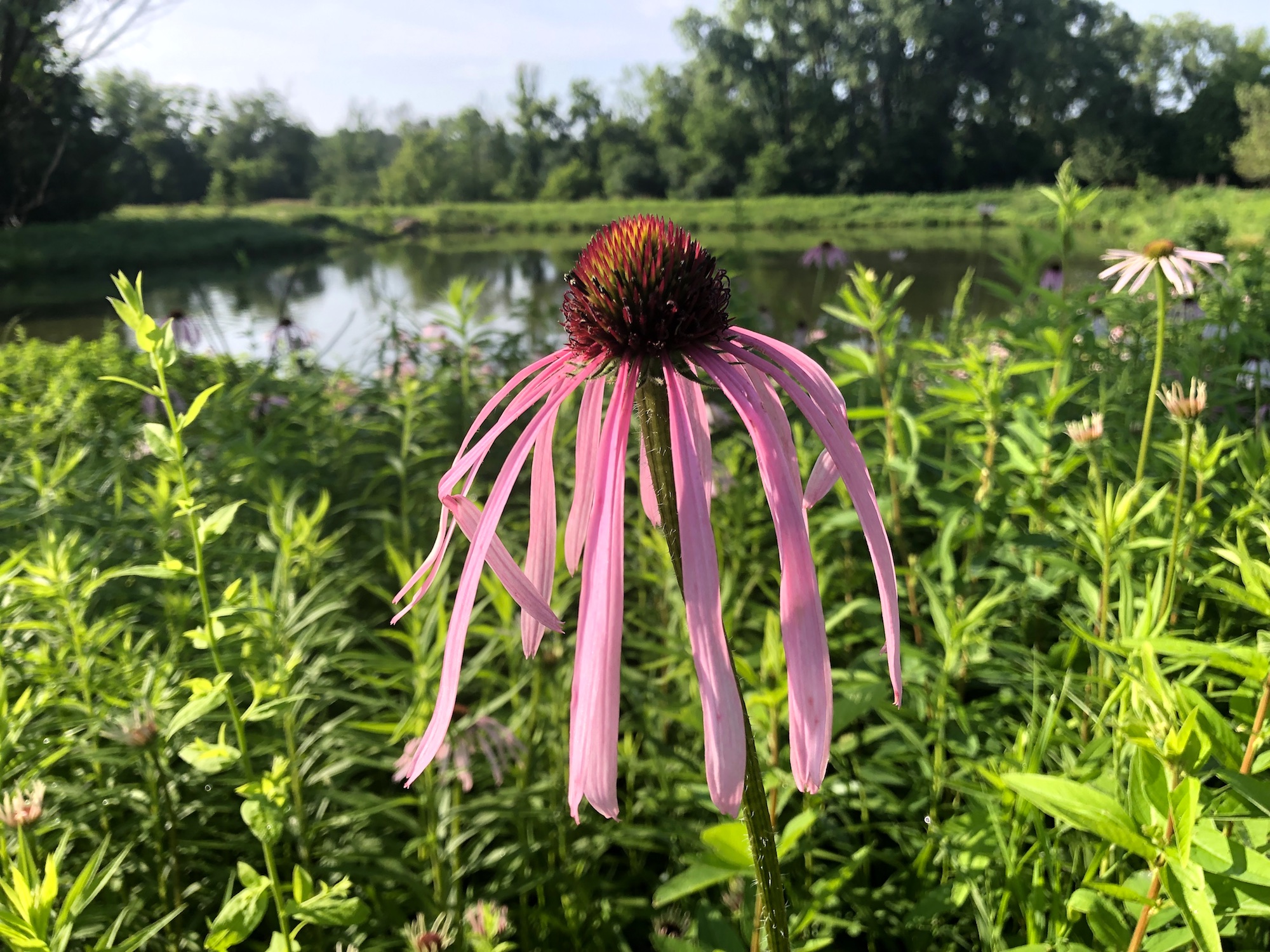 Pale purple coneflower on bank of Retaining Pond on corner of Nakoma Road and Manitou Way on May June 29, 2019.