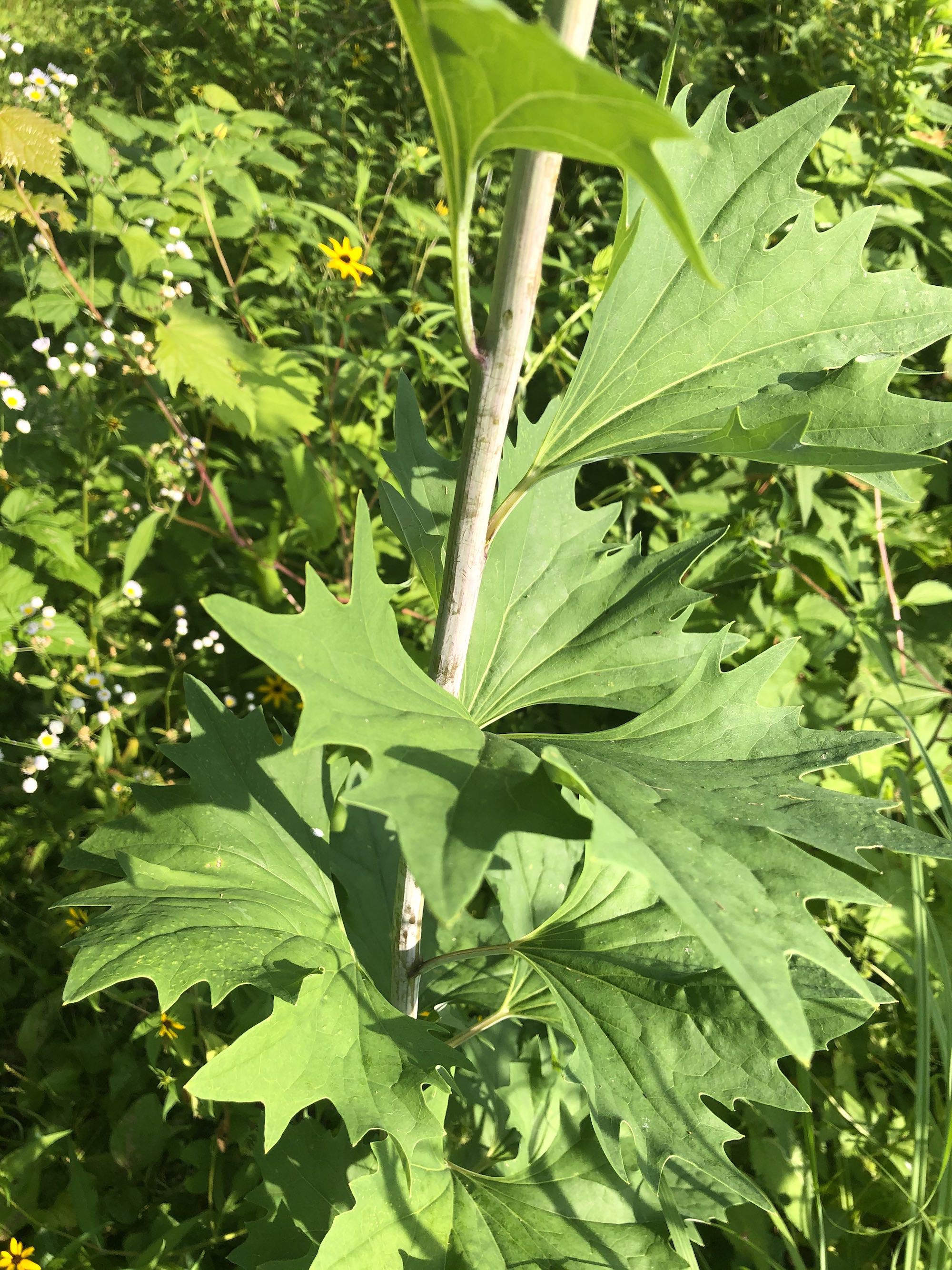 Pale Indian Plantain leaves and stalk in Marion Dunn Prarie in Madison, Wisconsin on July 26, 2020.