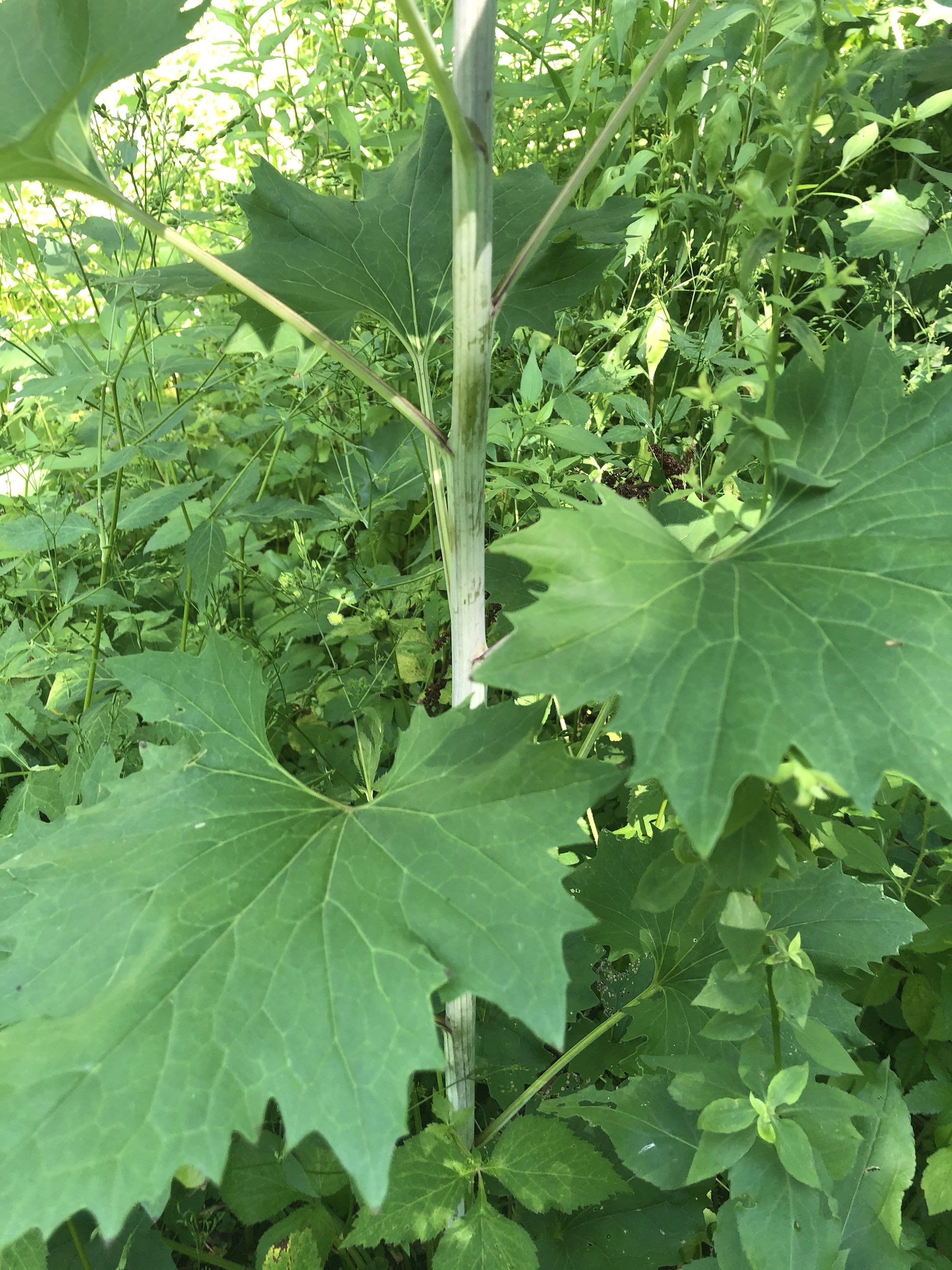 Lower leaves of Pale Indian Plantain by Council Ring Spring in Oak Savanna in Madison, Wisconsin on July 24, 2020.