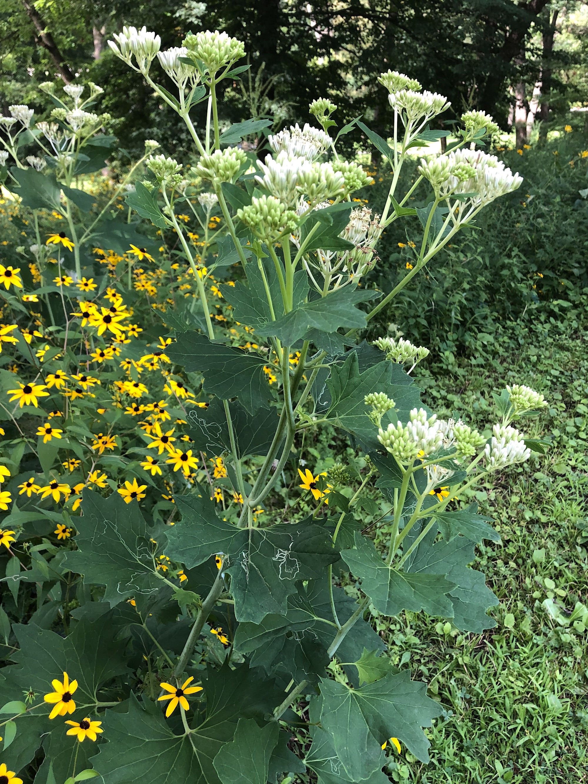 Pale Indian Plantain on edge of woods in Nakoma Park in Madison, Wisconsin on August 18, 2019.