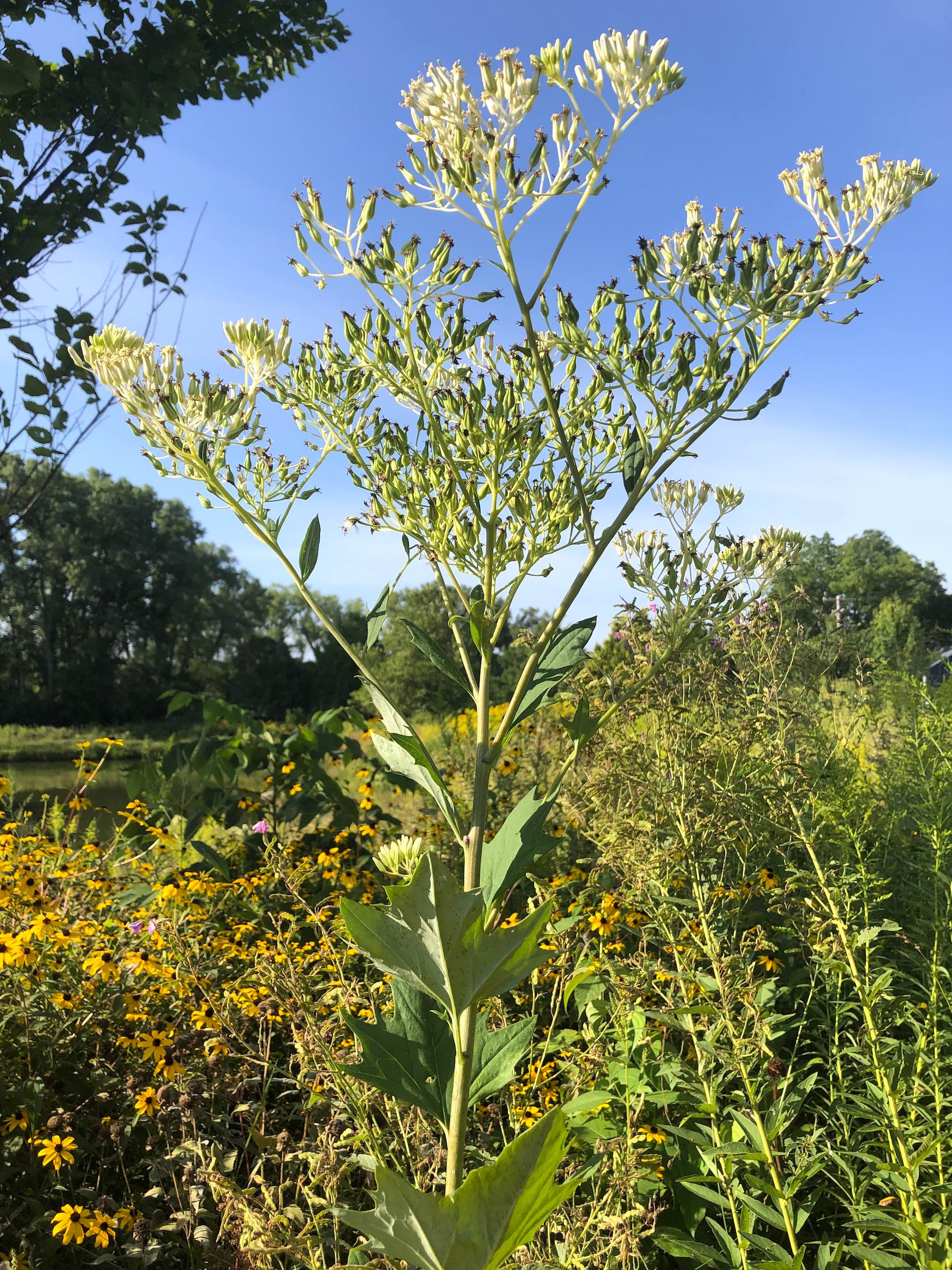 Pale Indian Plantain on bank of retaining pond on corner of Nakoma Road and Manitou Way in Madison, Wisconsin on August 21, 2019.
