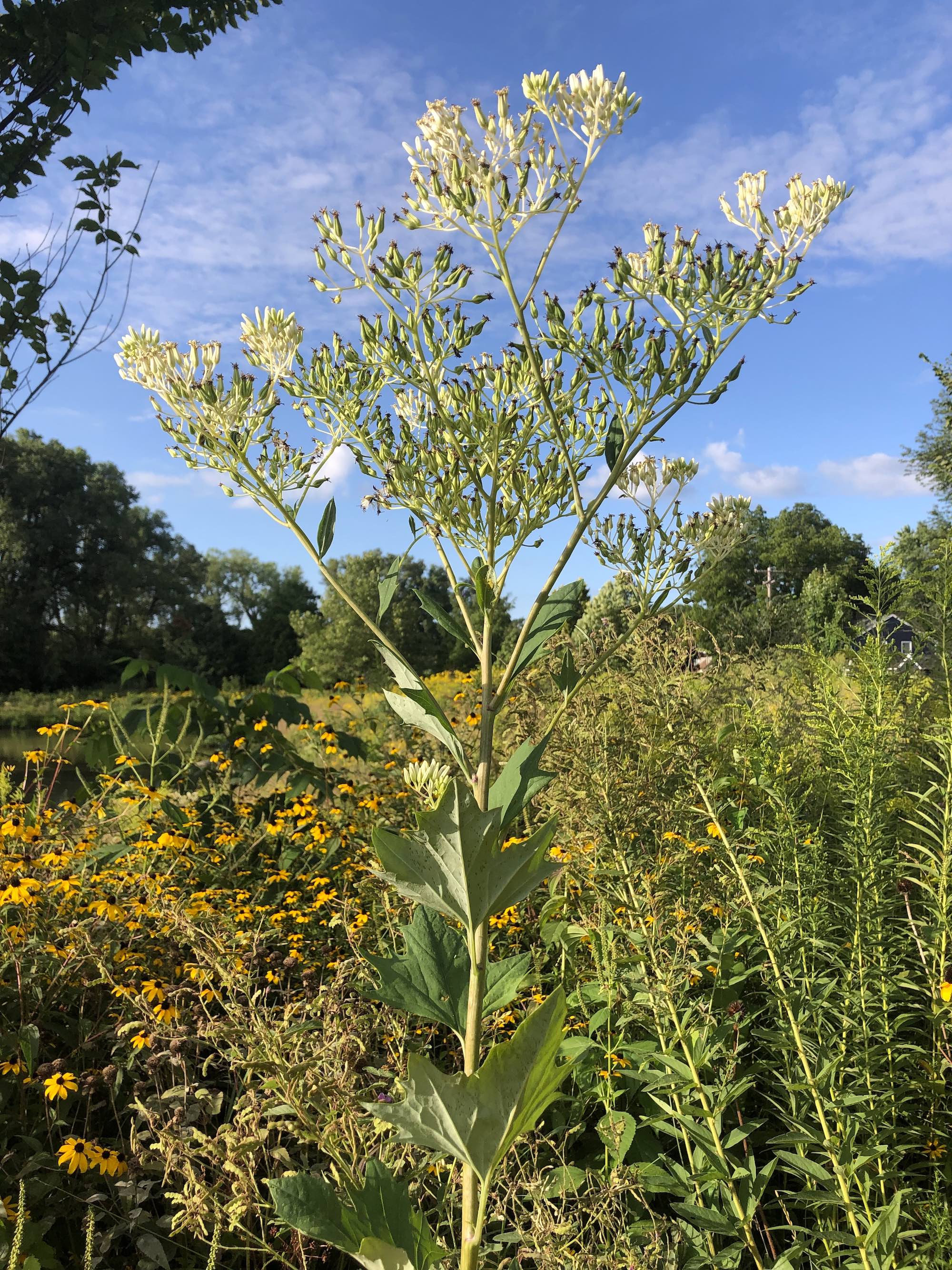 Pale Indian Plantain on bank of retaining pond on corner of Nakoma Road and Manitou Way in Madison, Wisconsin on August 23, 2019.