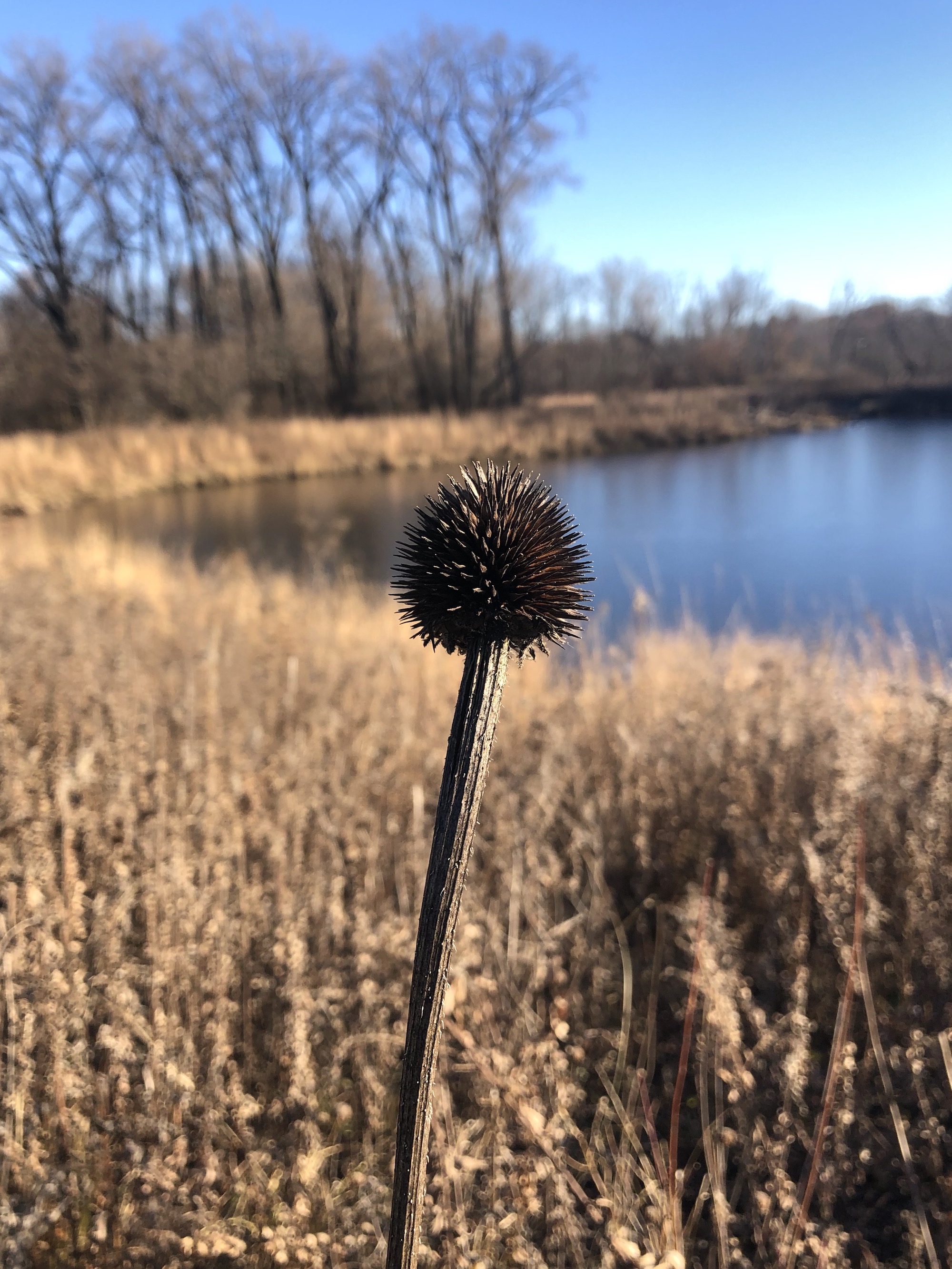 Pale purple coneflower on bank of Retaining Pond on corner of Nakoma Road and Manitou Way on November 28, 2021.