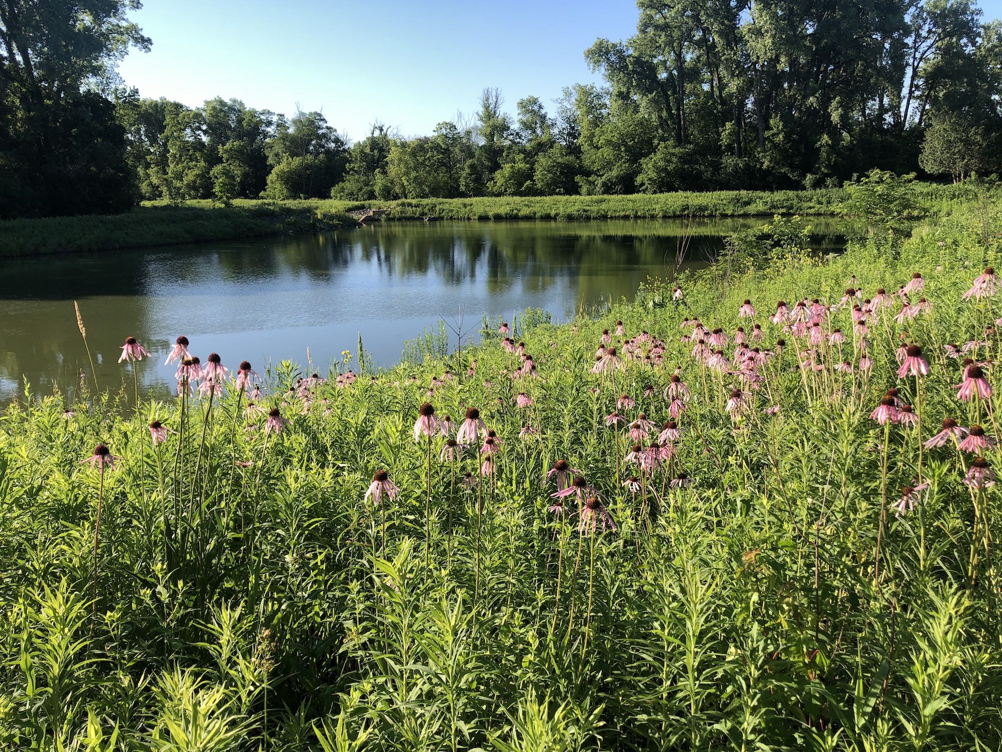 Pale purple coneflower on bank of Retaining Pond on corner of Nakoma Road and Manitou Way on June 22, 2021.