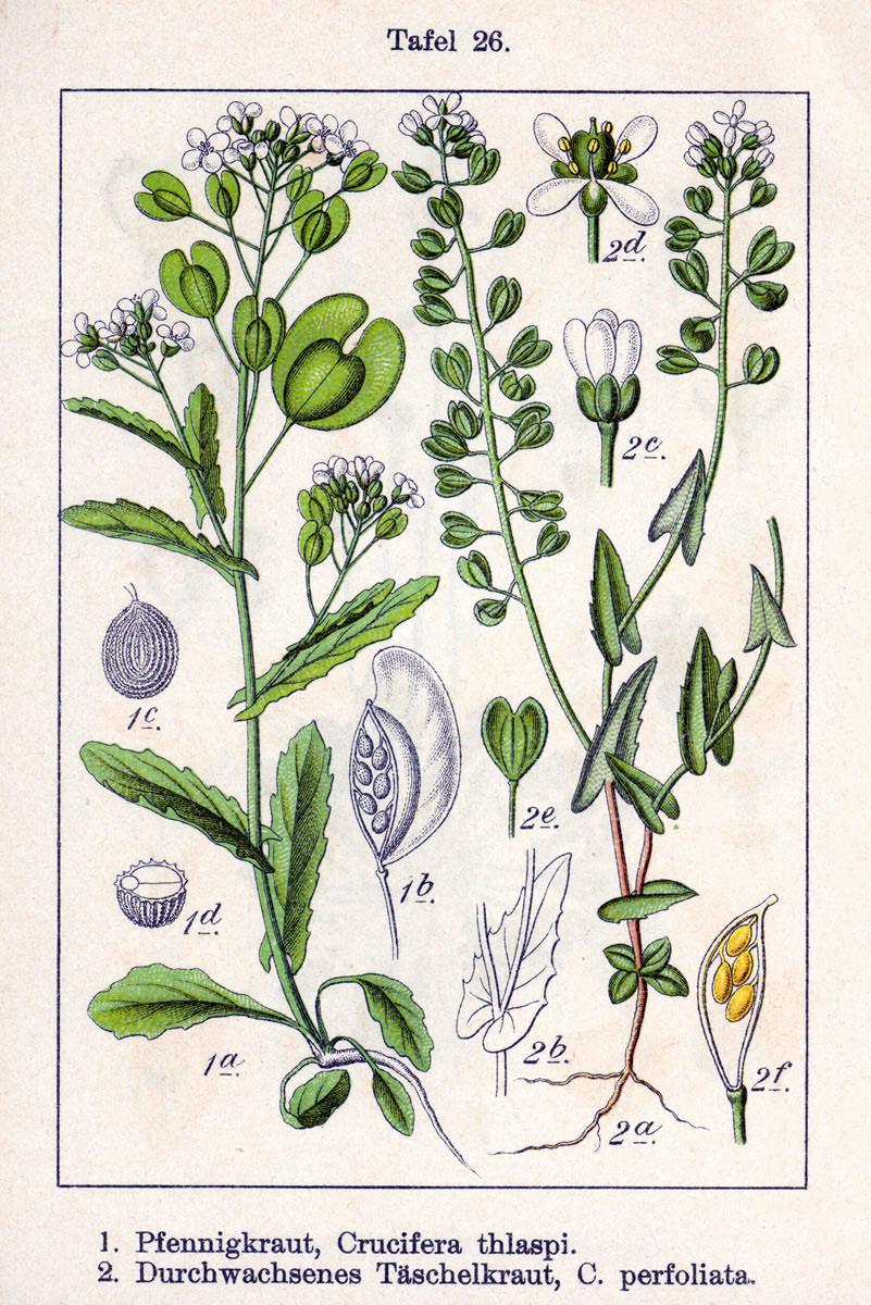 1796 Field Pennycress botanical illustration.