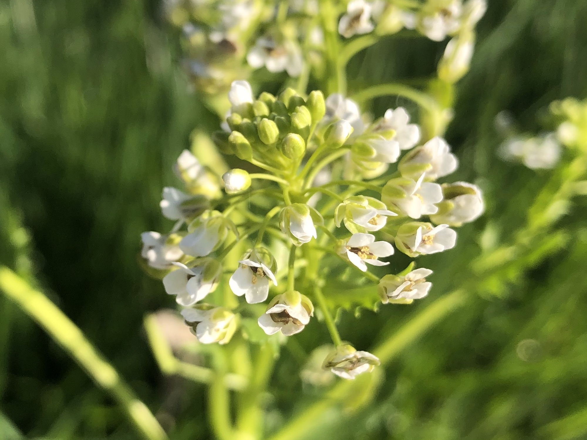 Field Pennycress next to sidewalk on Monroe Street in Madison, Wisconsin on May 8, 2021.