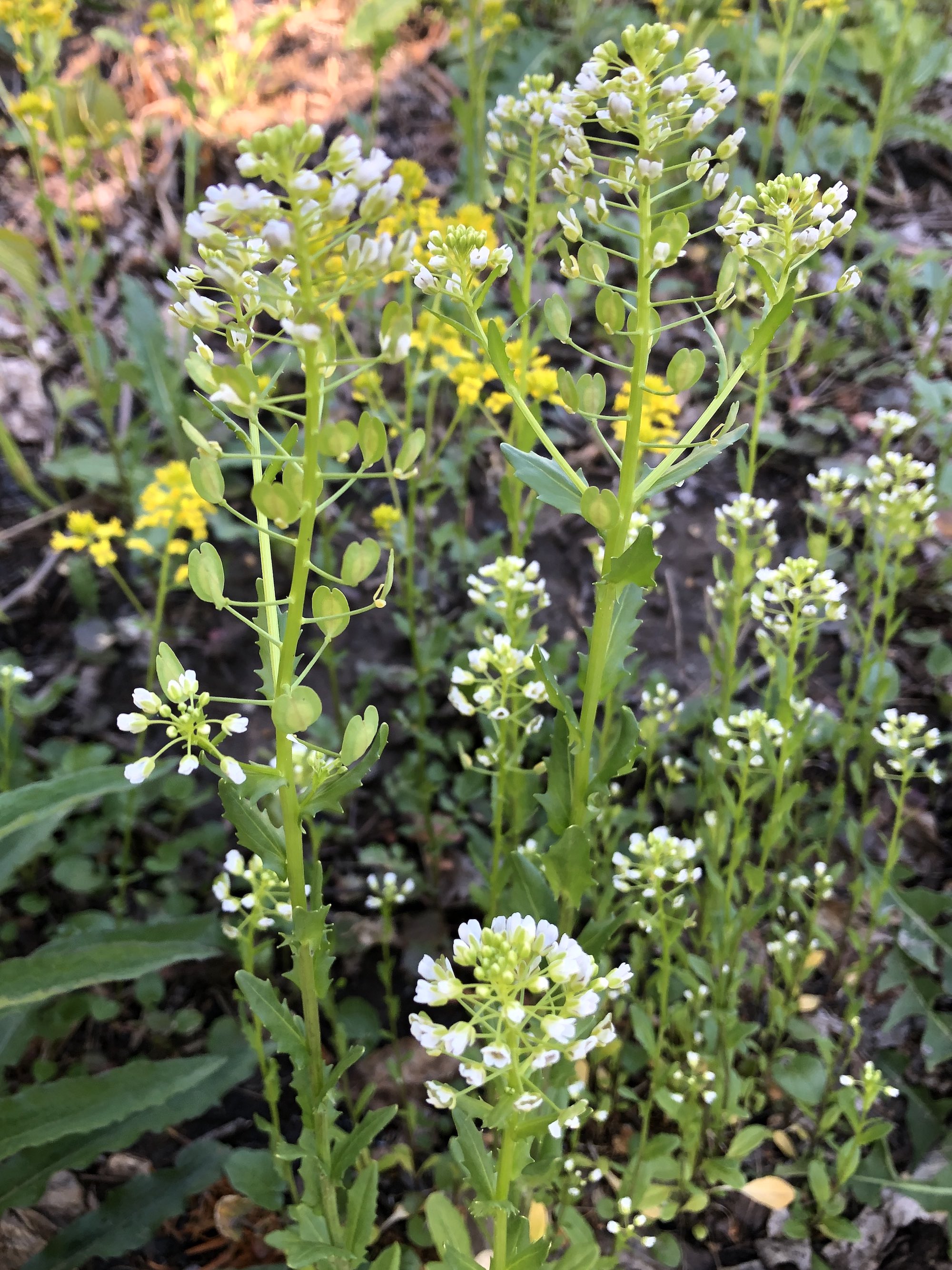 Field Pennycress next to Oak Savanna parking lot in Madison, Wisconsin on April 7, 2021.