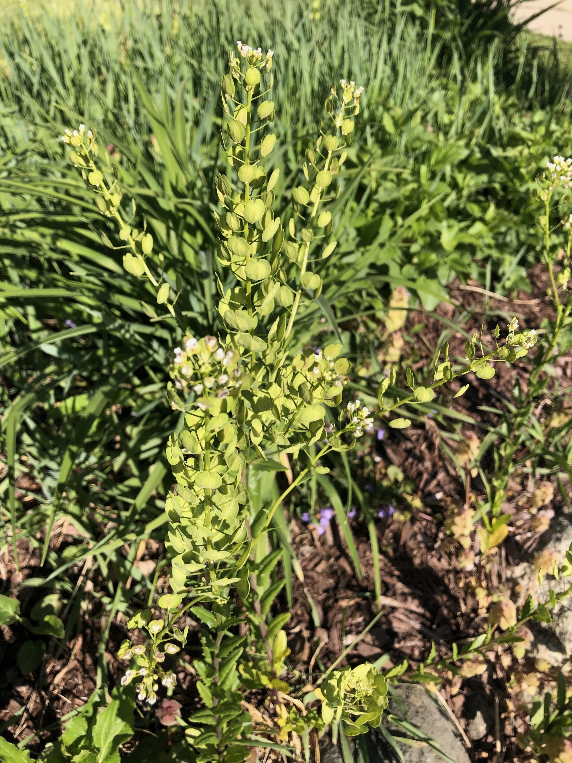 Field Pennycress near retaining pond on corner of Manitou Way and Nakoma Road in Madison, Wisconsin on May 12, 2021.