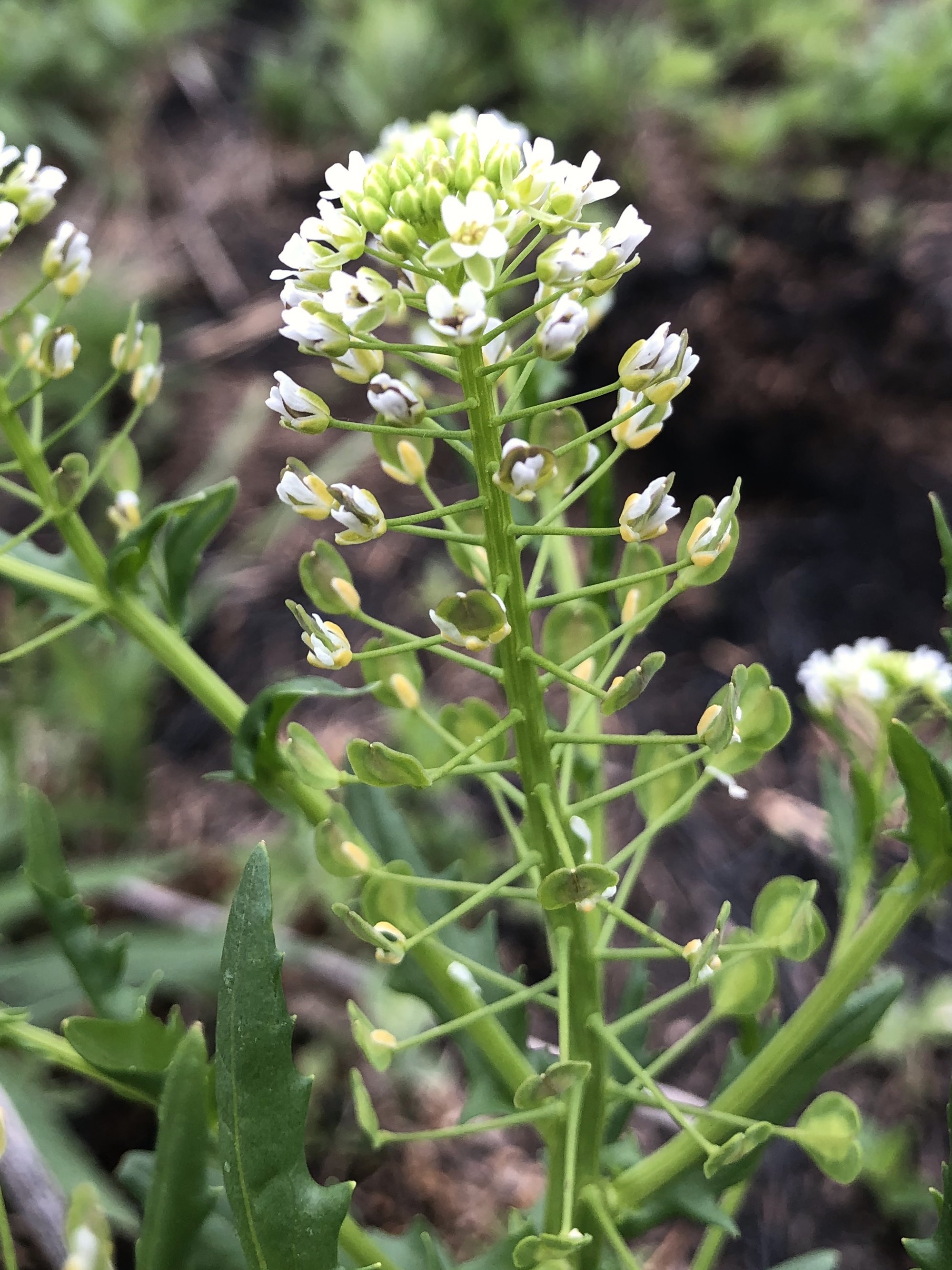 Field Pennycress in UW Arboretum's native gardens in Madison, Wisconsin on May 15, 2021.