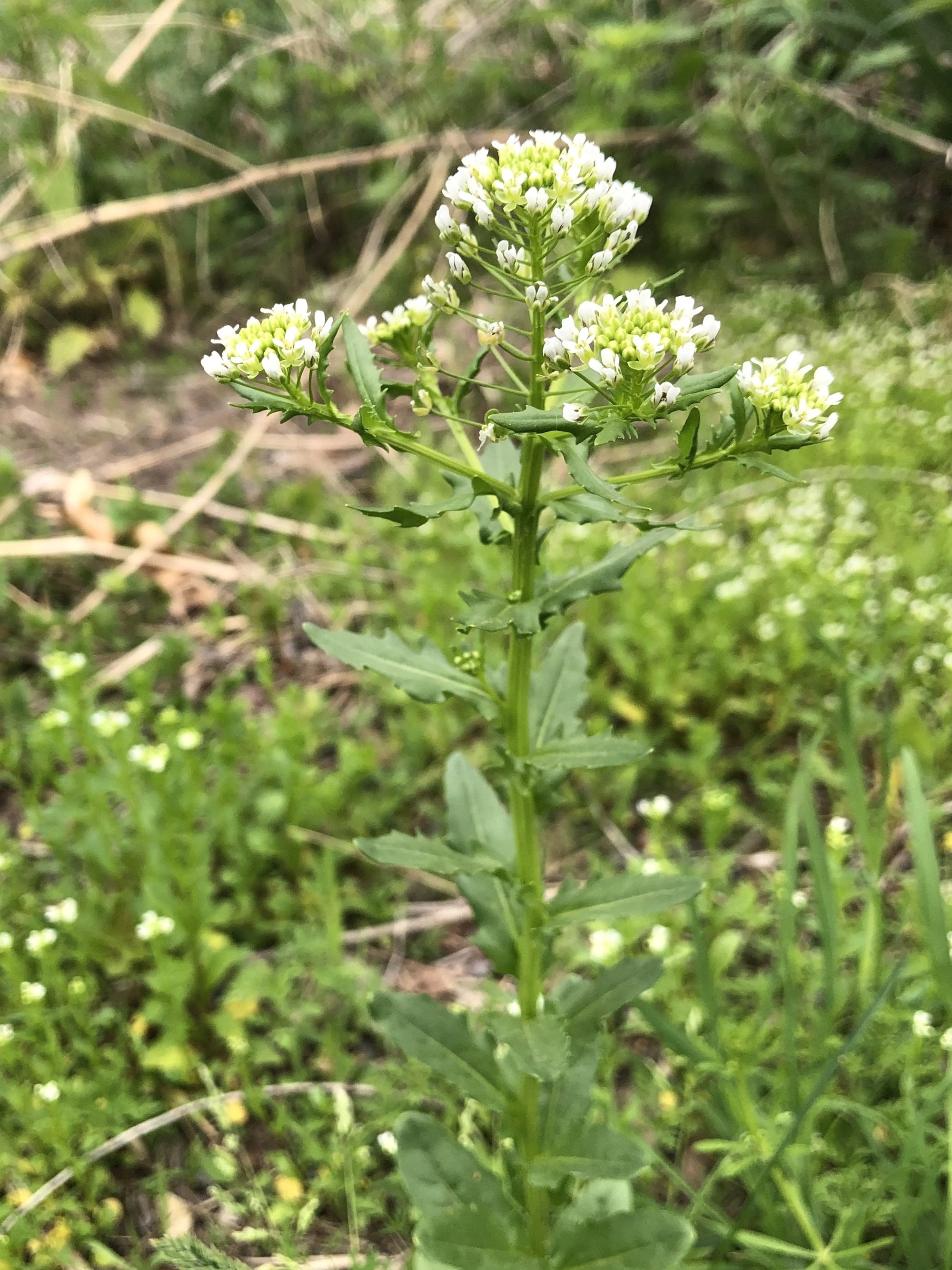 Field Pennycress leaves near retaining pond on corner of Manitou Way and Nakoma Road in Madison, Wisconsin on May 17, 2022.