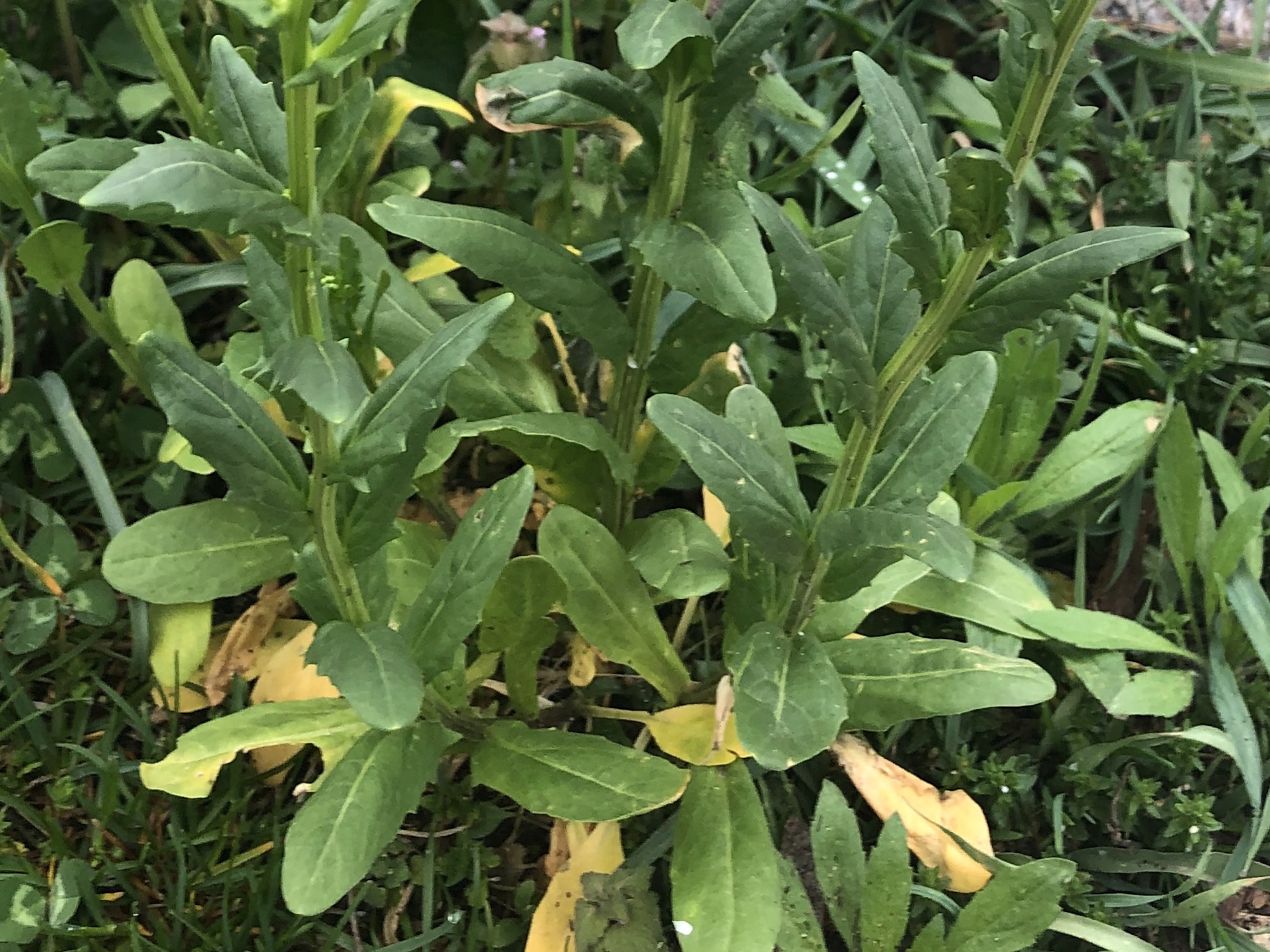 Field Pennycress leaves near retaining pond on corner of Manitou Way and Nakoma Road in Madison, Wisconsin on May 4, 2021.