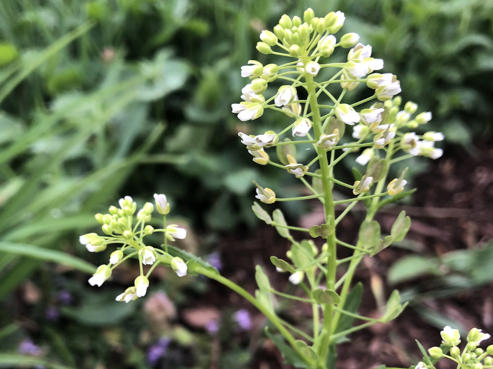 Field Pennycress flowers near retaining pond on corner of Manitou Way and Nakoma Road in Madison, Wisconsin on May 4, 2021.