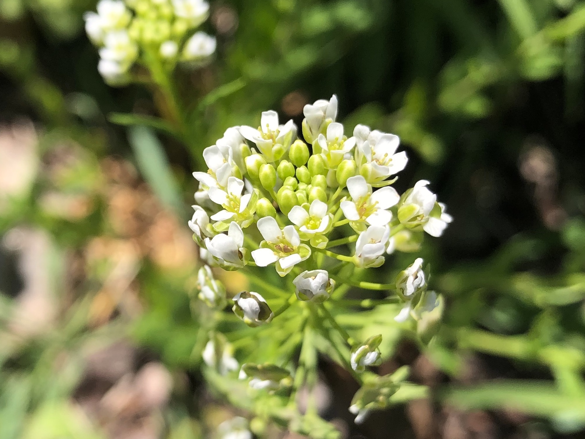 Field Pennycress near retaining pond on corner of Manitou Way and Nakoma Road in Madison, Wisconsin on May 5, 2021.