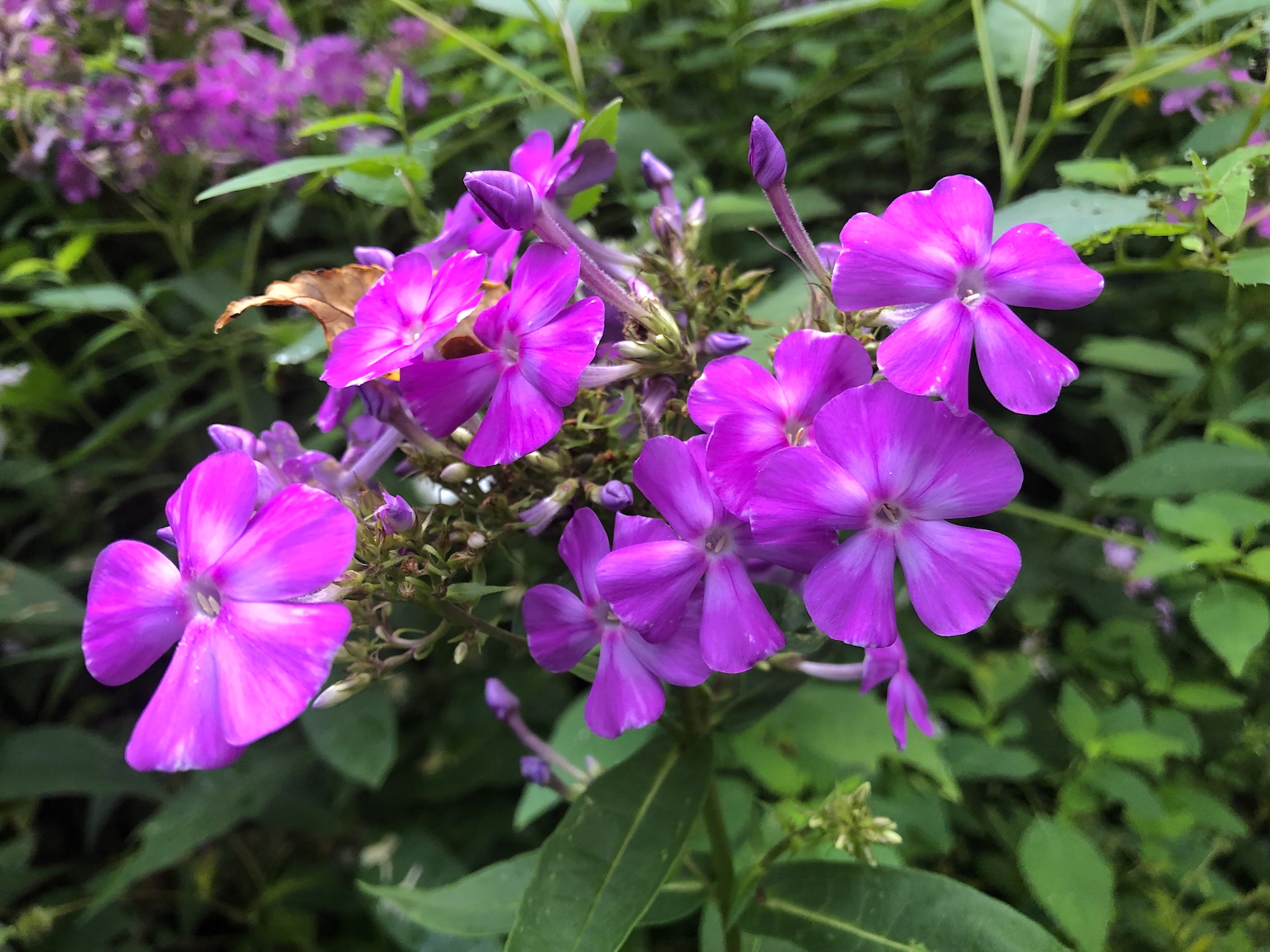 Tall Garden Phlox by Duck Pond on August 21, 2019.