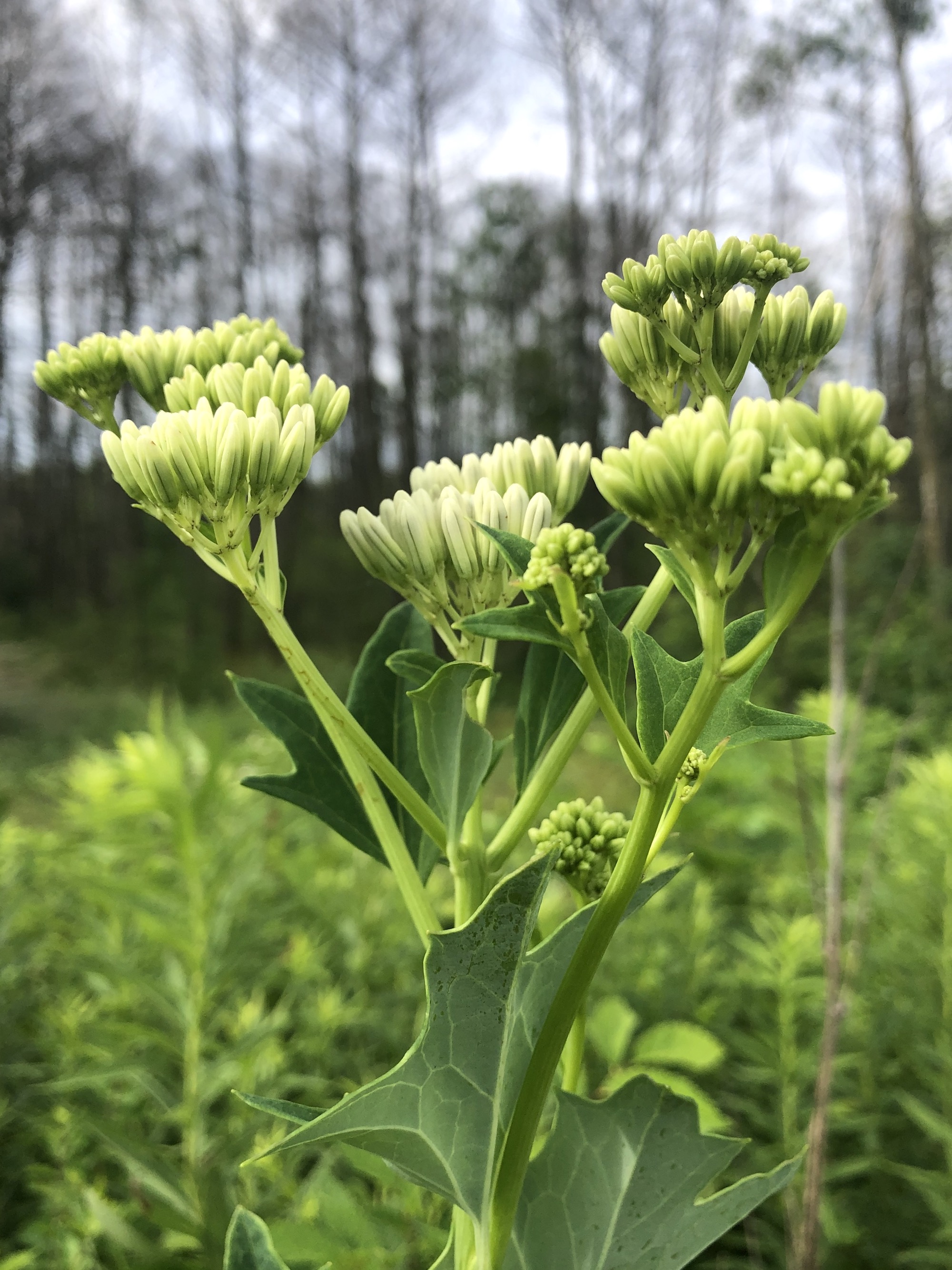 Pale Indian Plantain in Marion Dunn Prairie in Madison, Wisconsin on July 11, 2020.