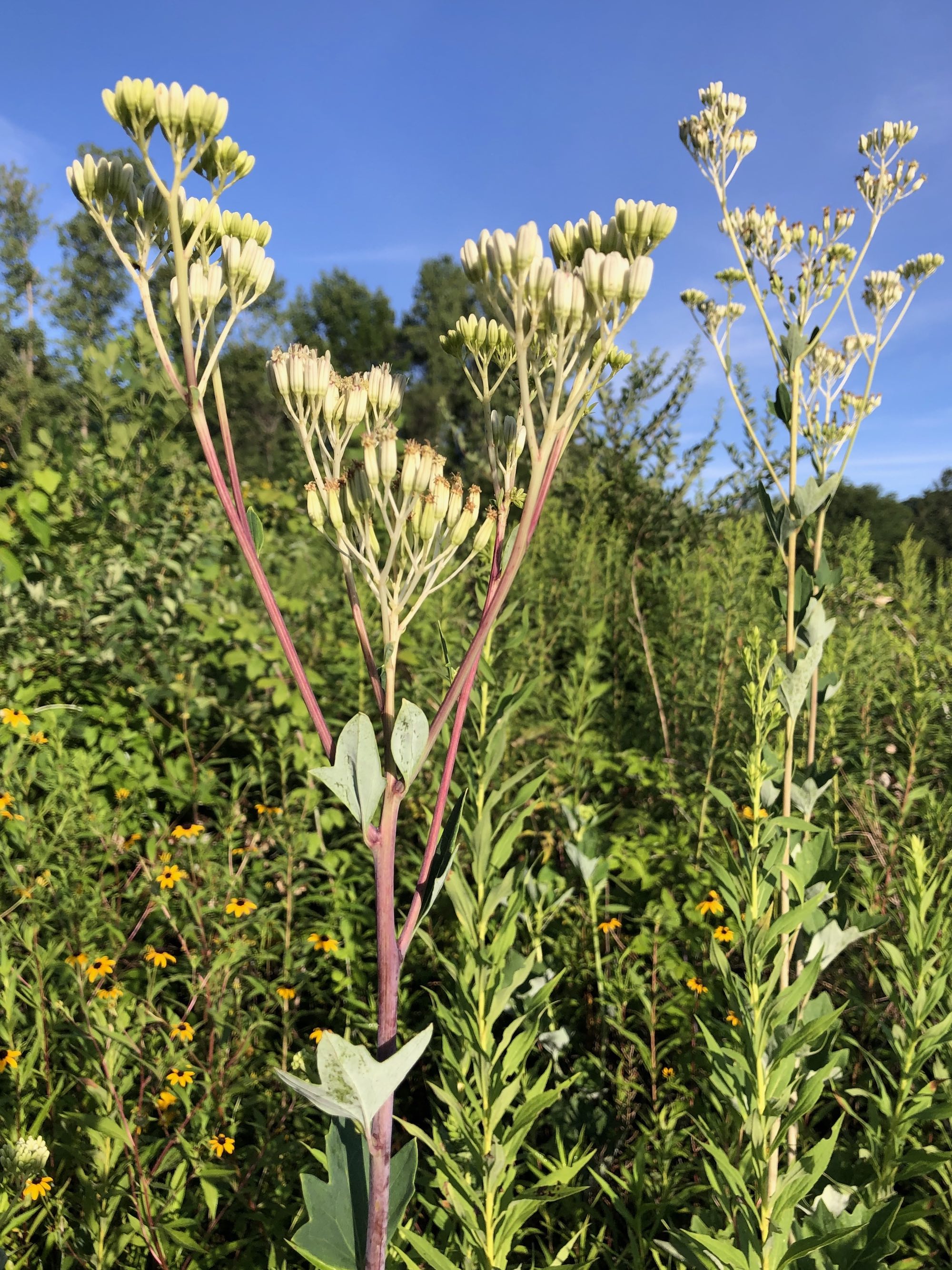 Pale Indian Plantain in Marion Dunn Prairie in Madison, Wisconsin on July 31, 2020.