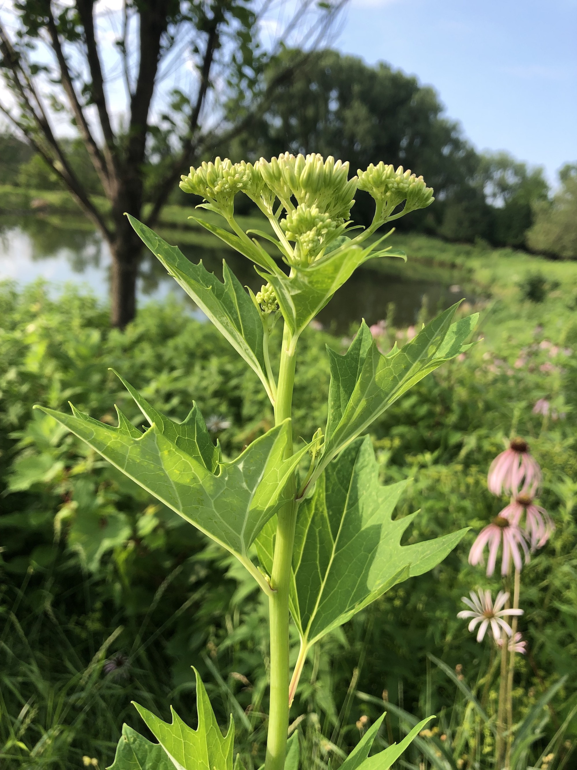 Pale Indian Plantain on bank of retaining pond on corner of Nakoma Road and Manitou Way in Madison, Wisconsin on July 3, 2019.