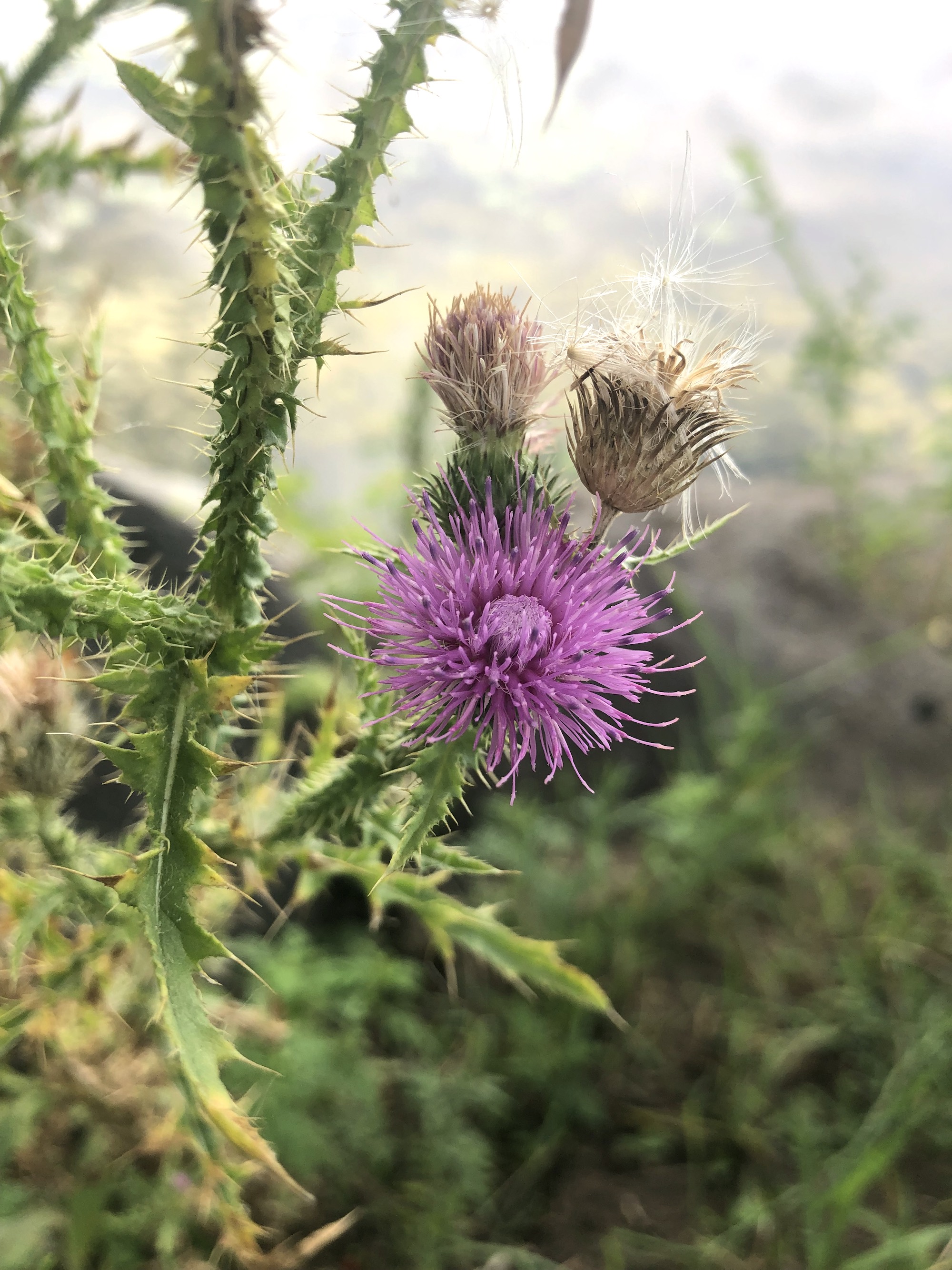 Plumeless Thistle on shore of Lake Wingra in Vilas Park in Madison, Wisconsin on August 16, 2022.