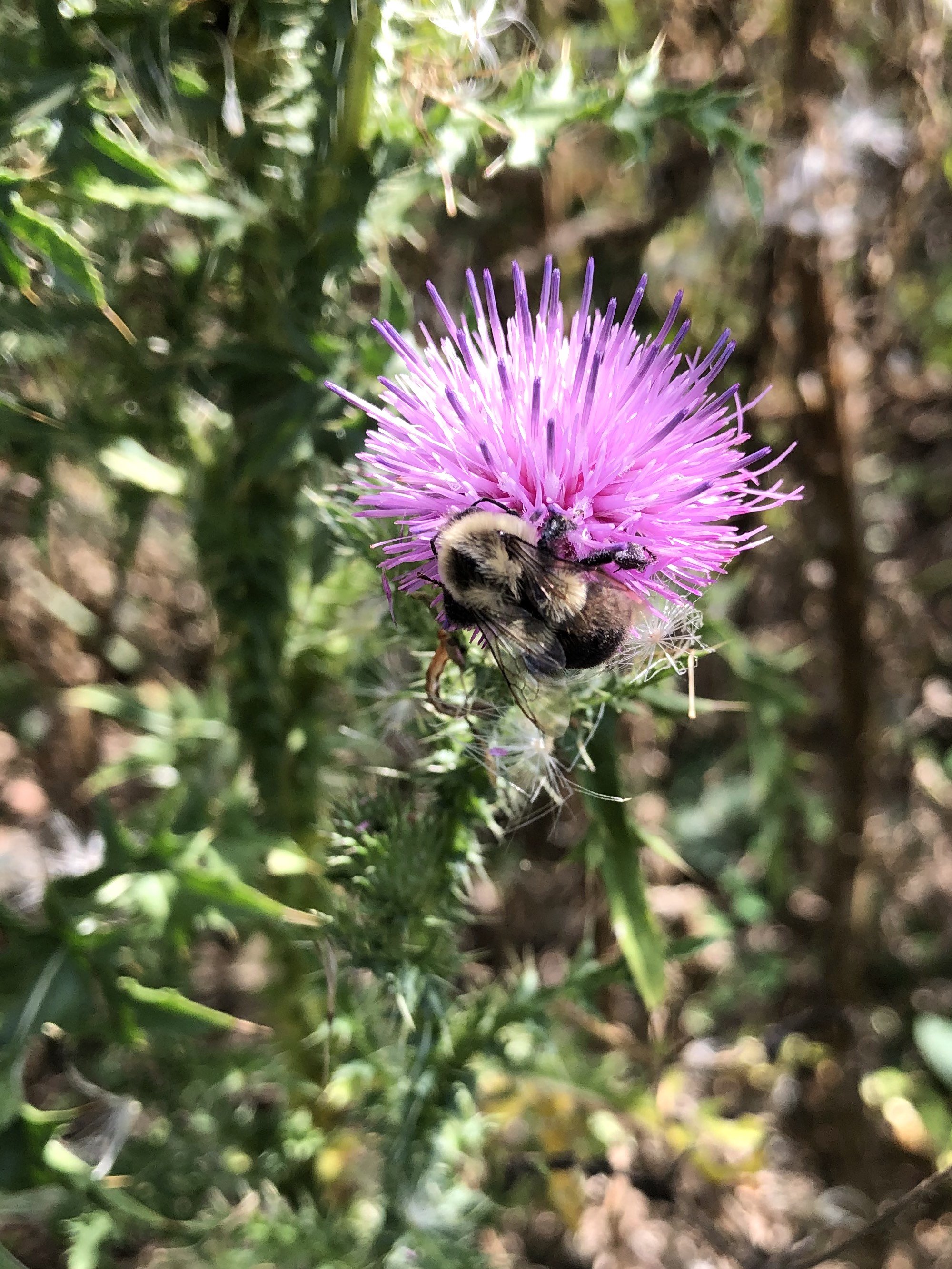 Bee on Plumeless Thistle on shore of Lake Wingra in Vilas Park in Madison, Wisconsin on August 24, 2022.