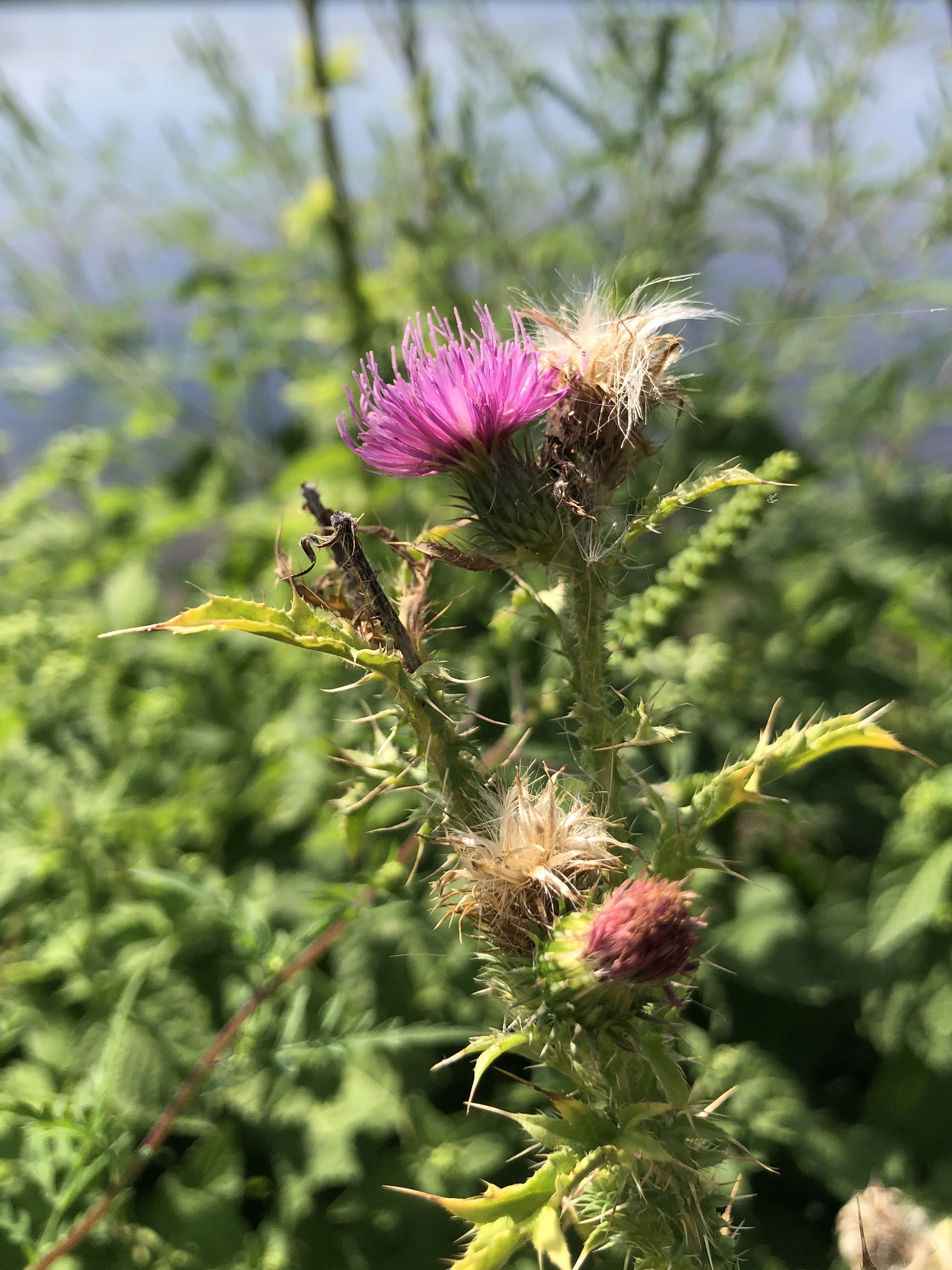 Plumeless Thistle on shore of Lake Wingra in Vilas Park in Madison, Wisconsin on August 24, 2022.