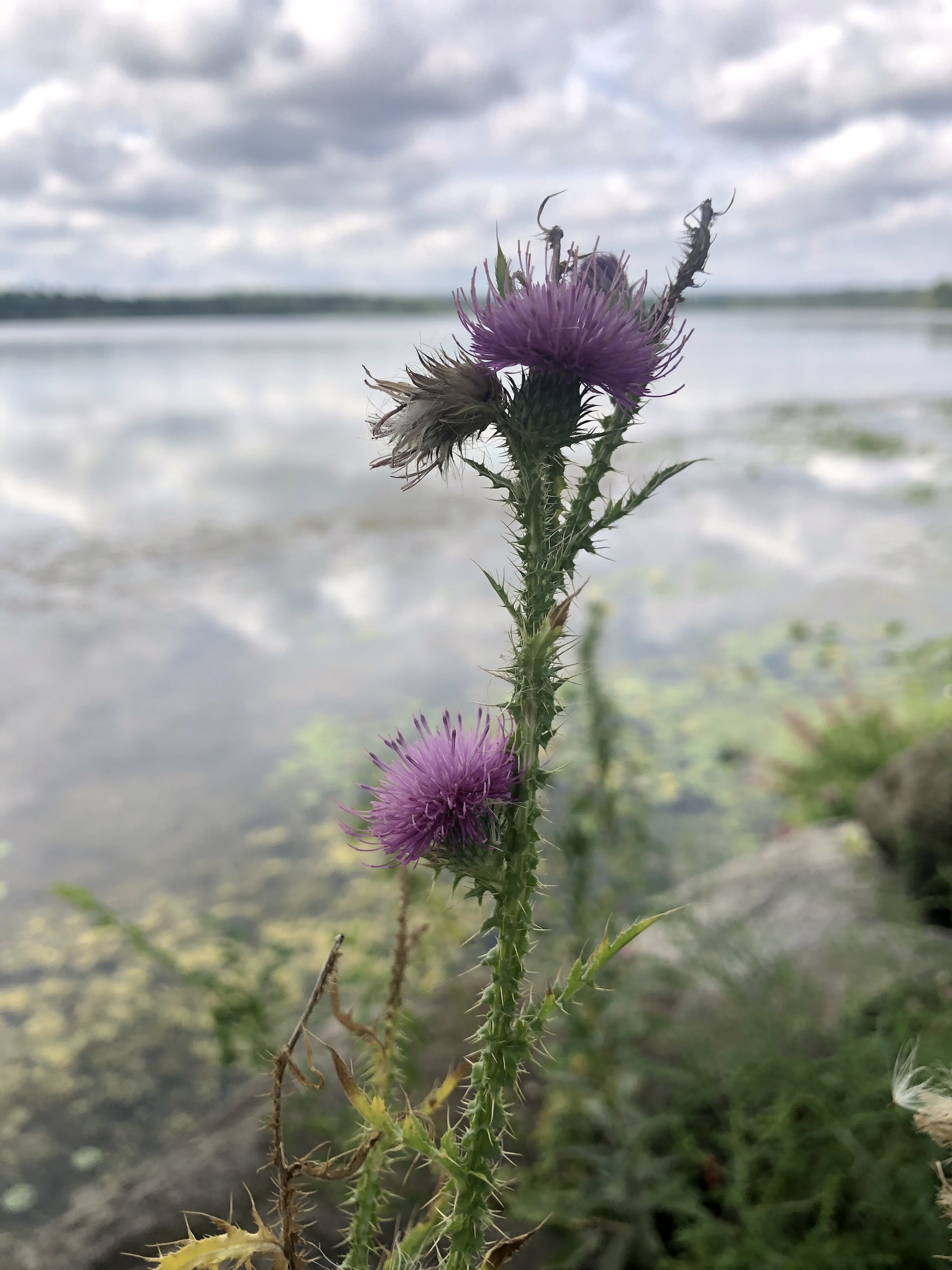 Plumeless Thistle on shore of Lake Wingra in Vilas Park in Madison, Wisconsin on August 16, 2022.