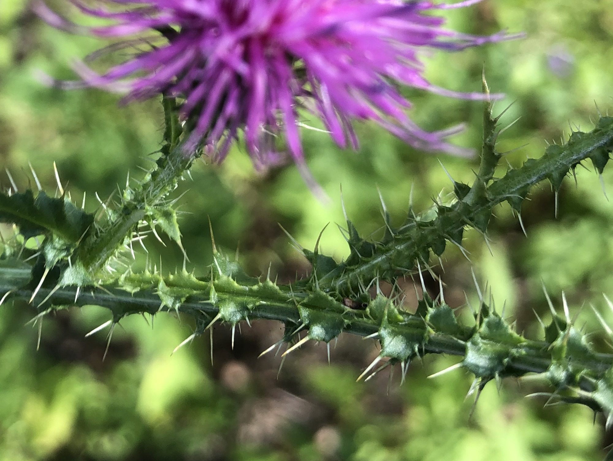 Plumeless Thistle stem between sidewalk and curb on Tumalo Trail in Madison, Wisconsin on August 16, 2022.