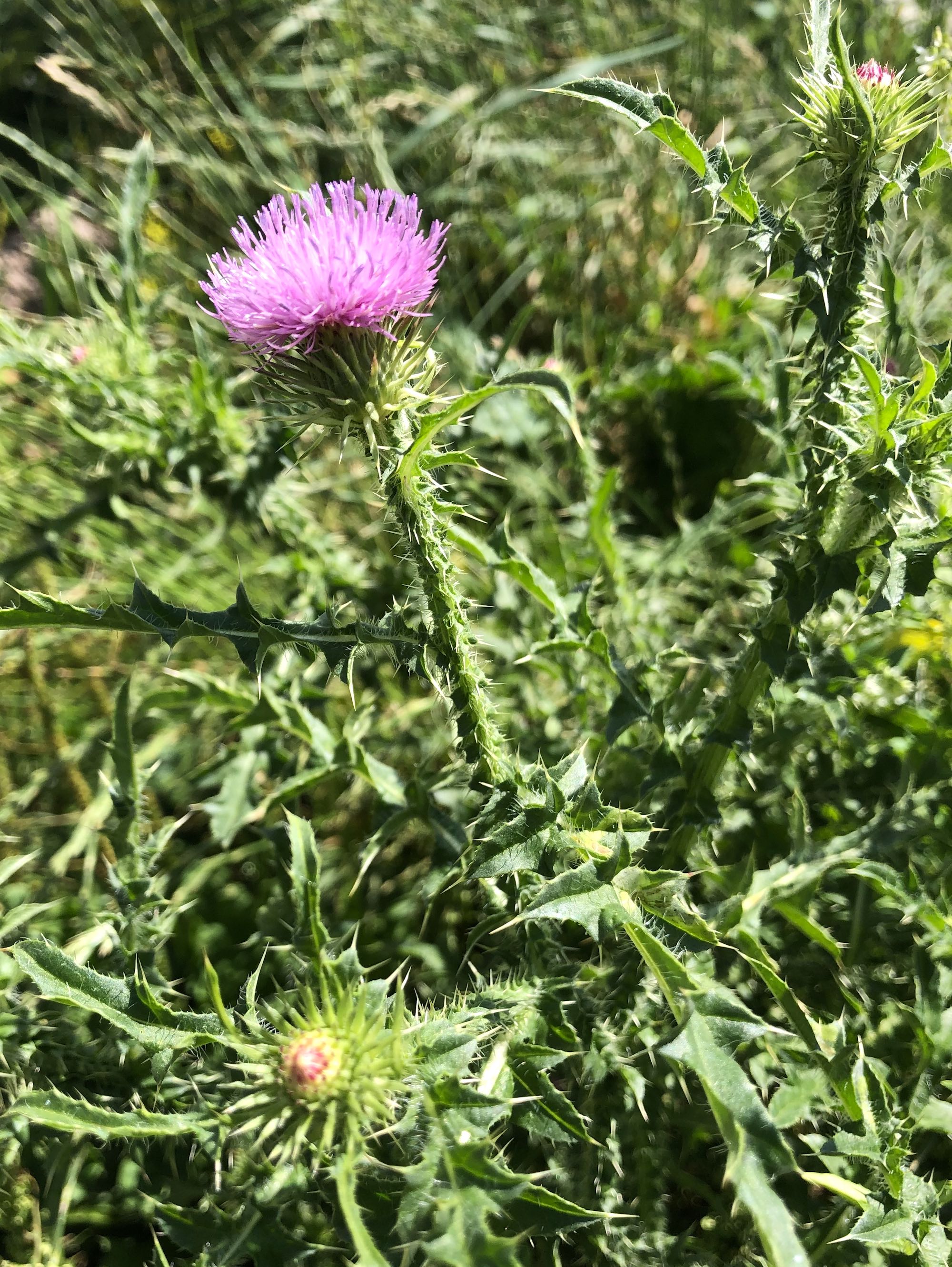 Plumeless Thistle by Wingra Boats on shore of Lake Wingra in Madison, Wisconsin on July 10, 2019.