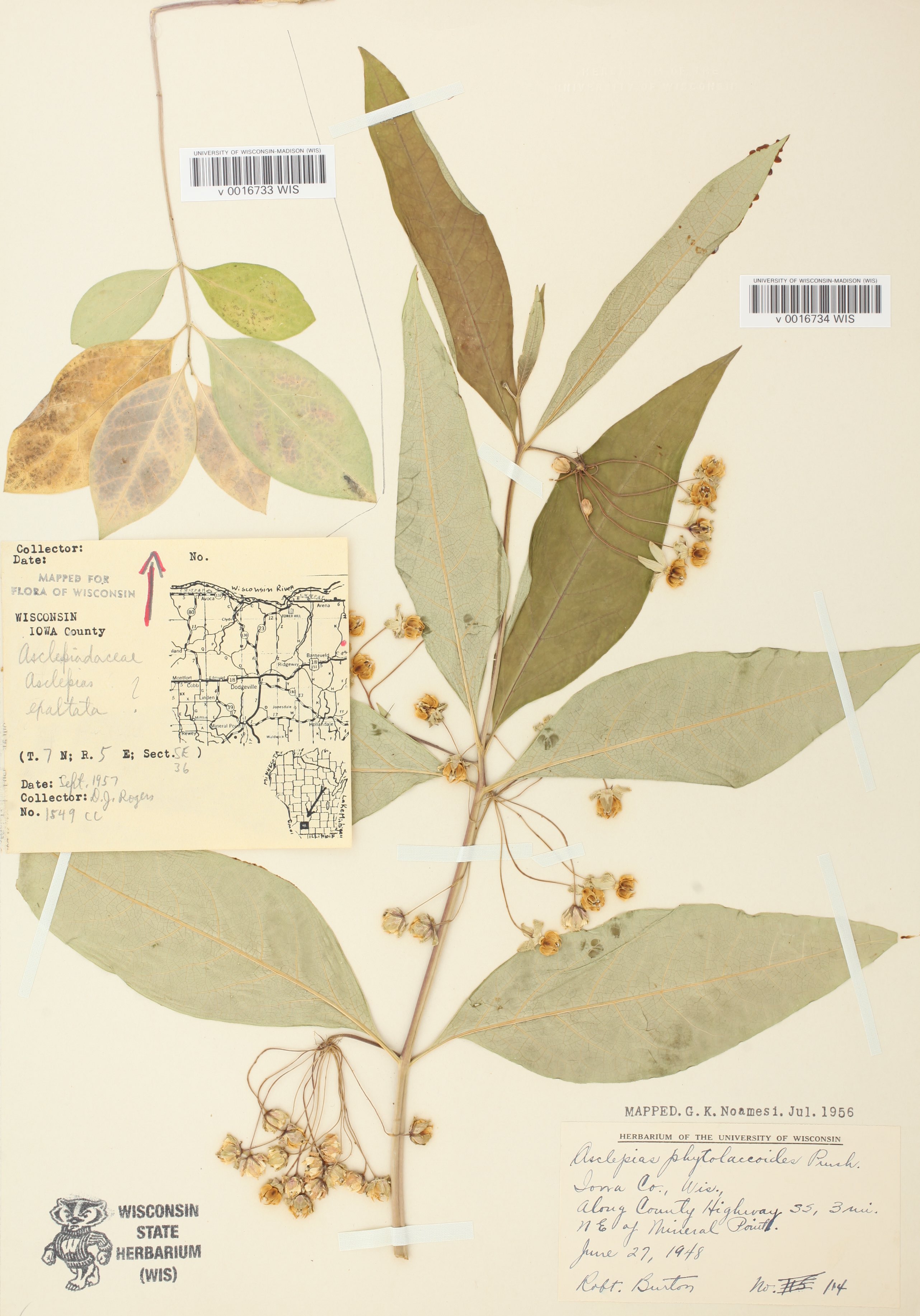 Poke Milkweed specimen collected in Iowa County near Mineral Point on June 27, 1948.