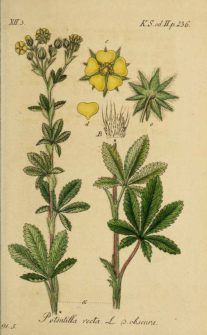 1845 Sulfur Cinquefoil botanical illustration.