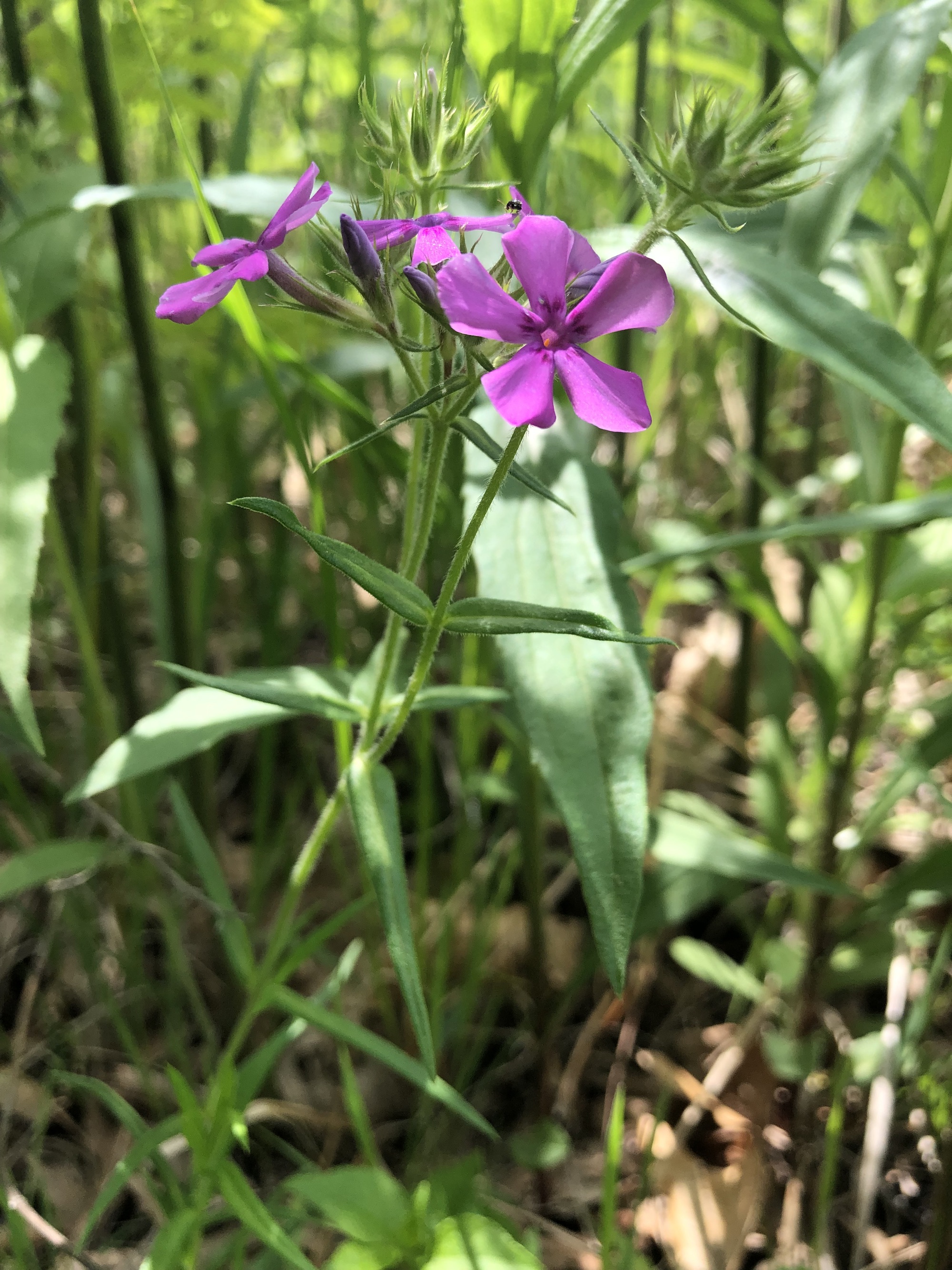 Prairie Phlox in the Curtis Prairie in the University of Wisconsin-Madison Arboretum in Madison, Wisconsin on May 30, 2022.