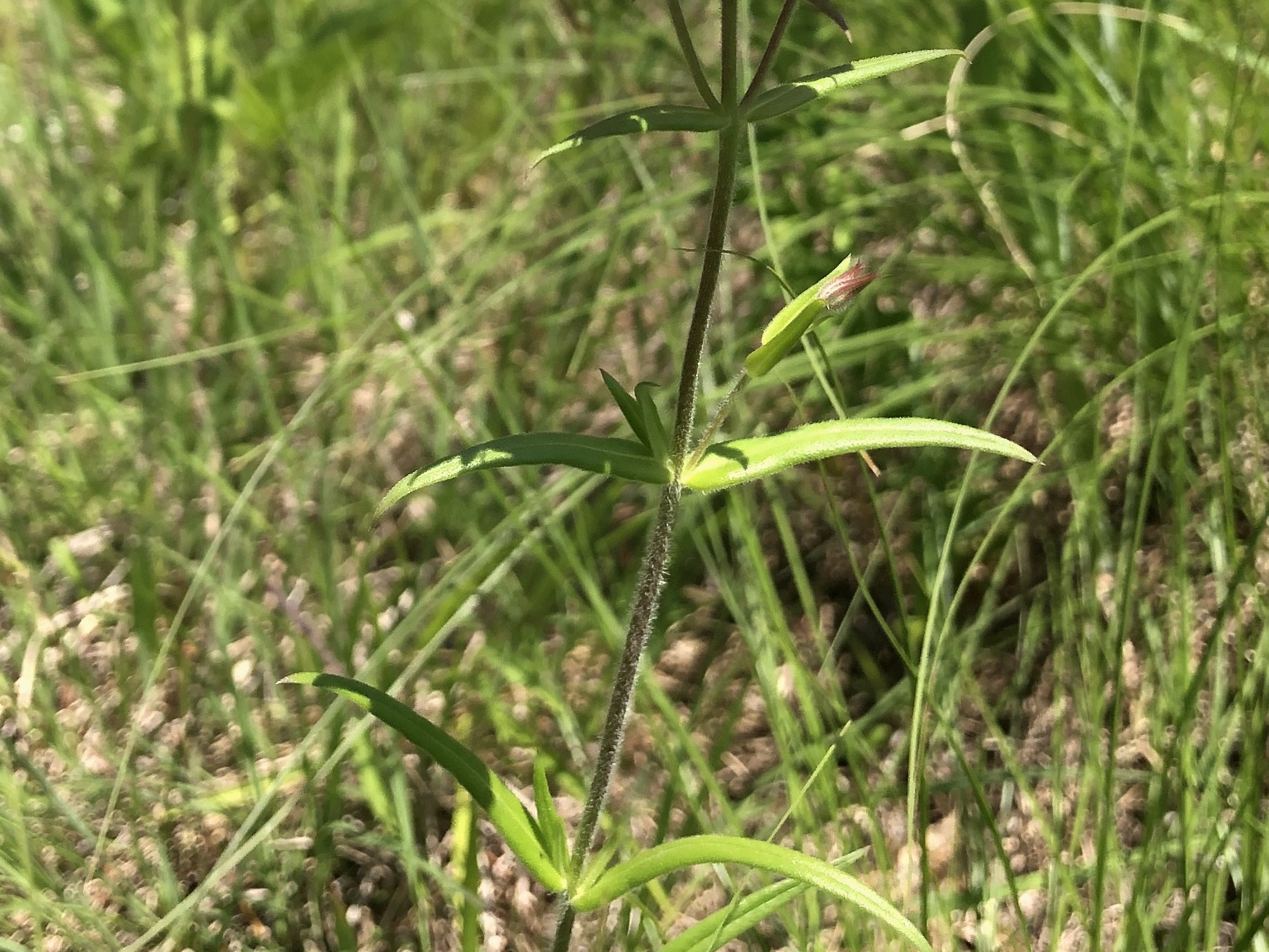 Prairie Phlox stem near UW Arboretum Visitor Center in Madison, Wisconsin on June 1, 2021.