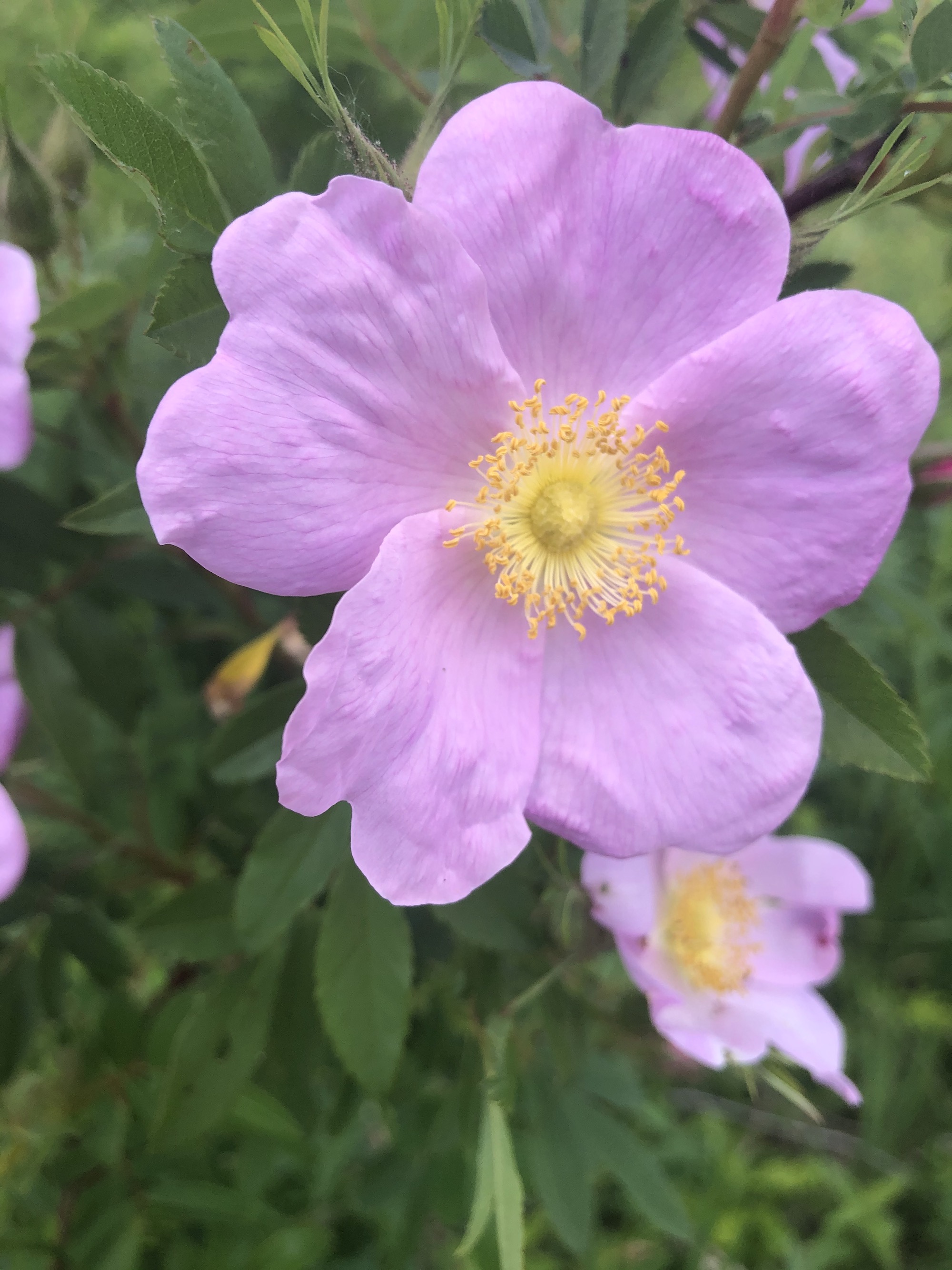 Prairie Rose in UW Arboretum near Longenecker Horticultural Gardens on June 2, 2021.